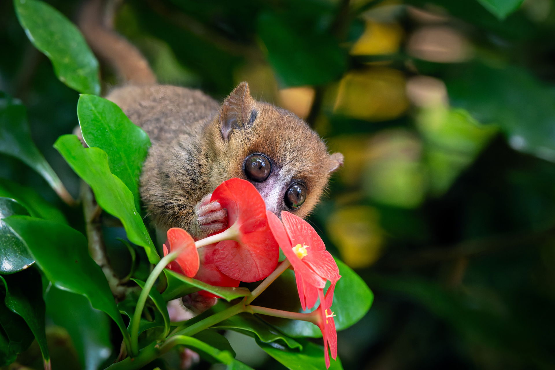 Goodman-Mausmaki (Microcebus lehilahytsara) im Masoala Regenwald des Zoo Zürich