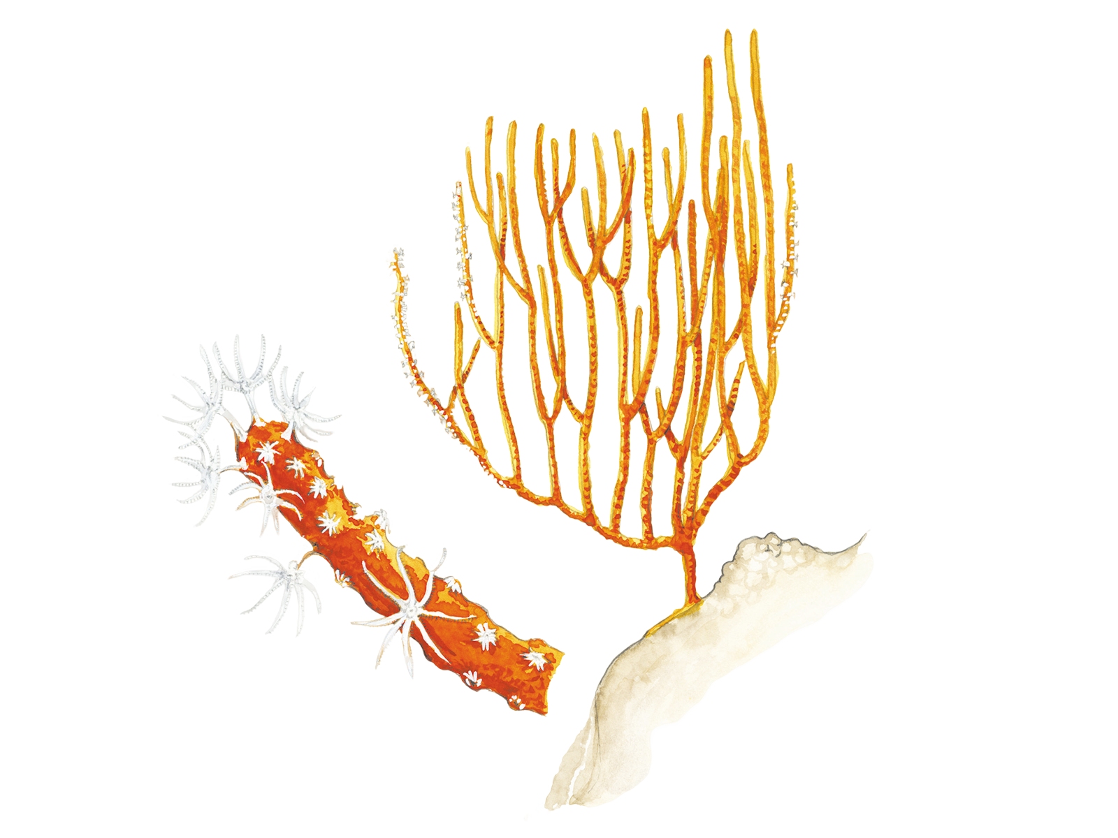 Wissenschaftliche Illustration einer Gorgonie.