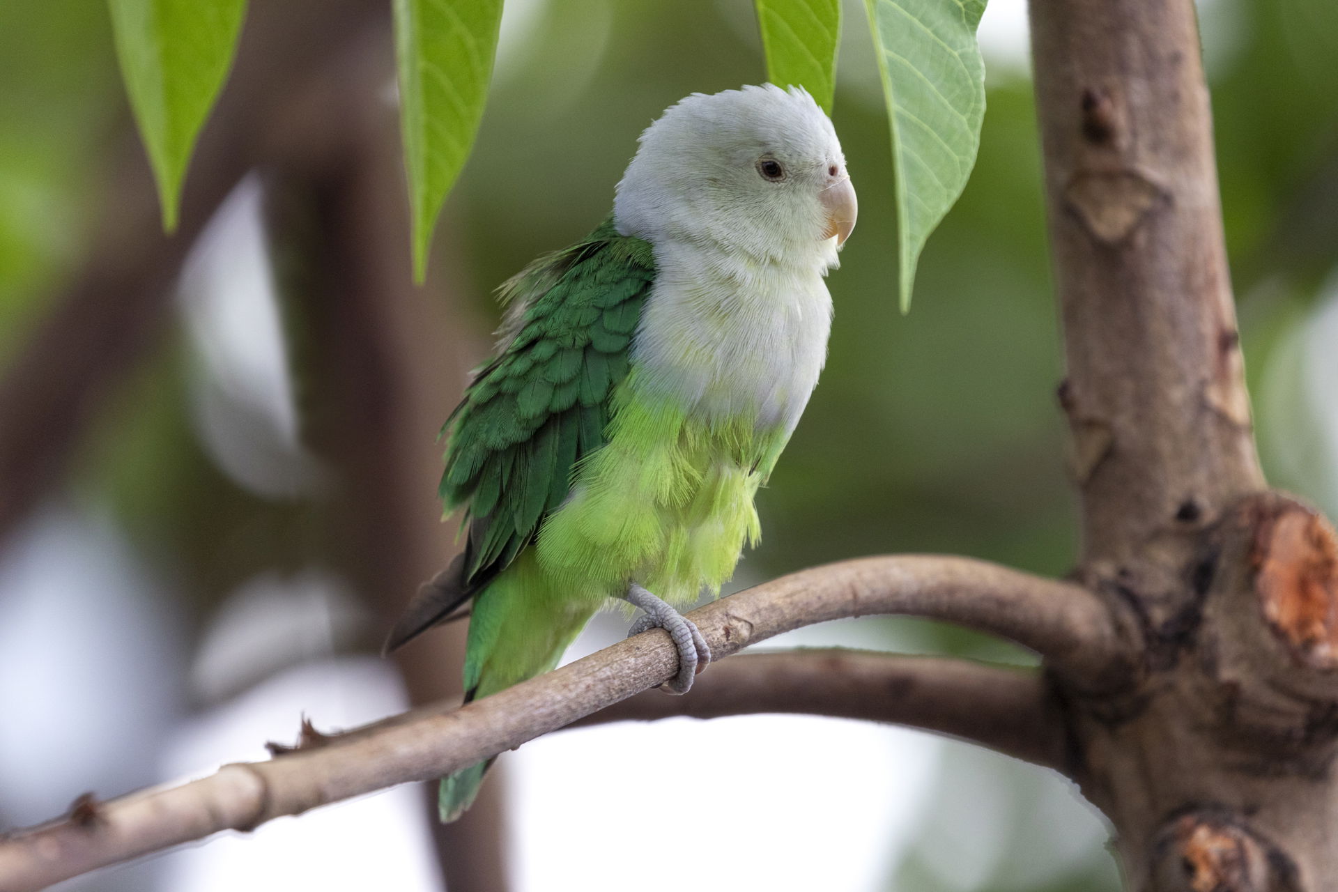 Grauköpfchen im Masoala Regenwald des Zoo Zürich