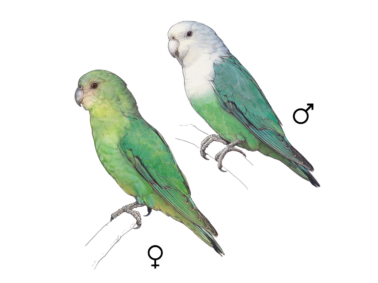 Wissenschaftliche Illustration des Grauköpfchens.