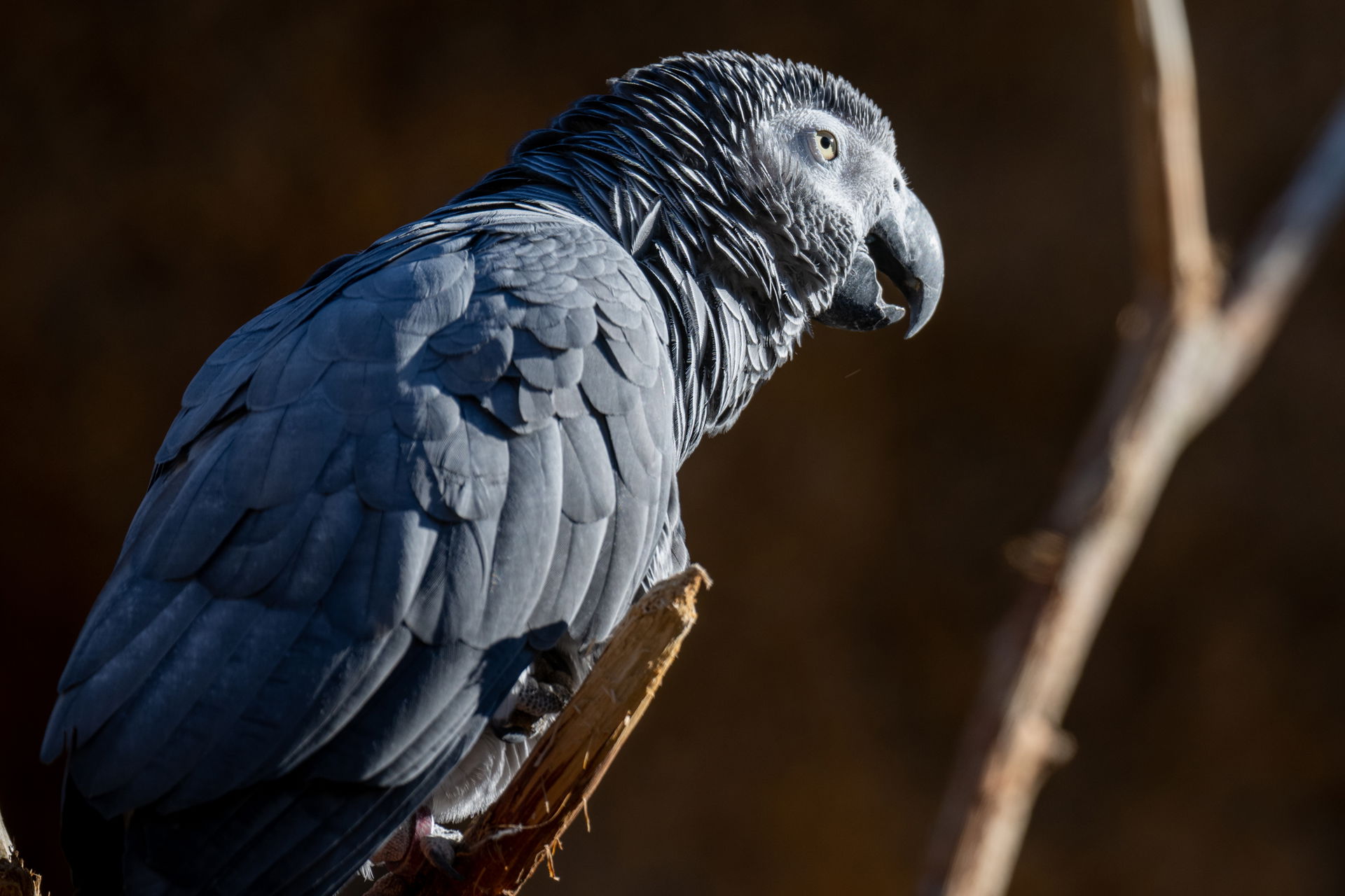 Graupapagei in der Lewa Savanne des Zoo Zürich
