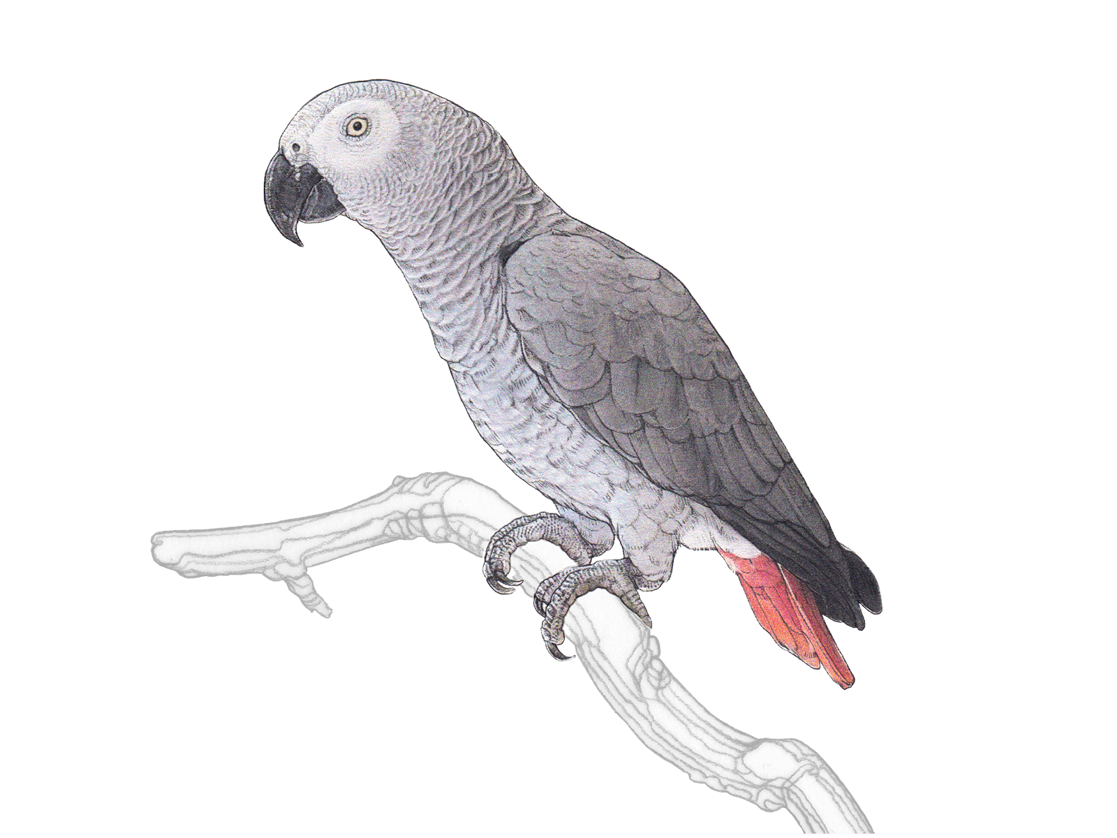 Wissenschaftliche Illustration des Graupapageis.