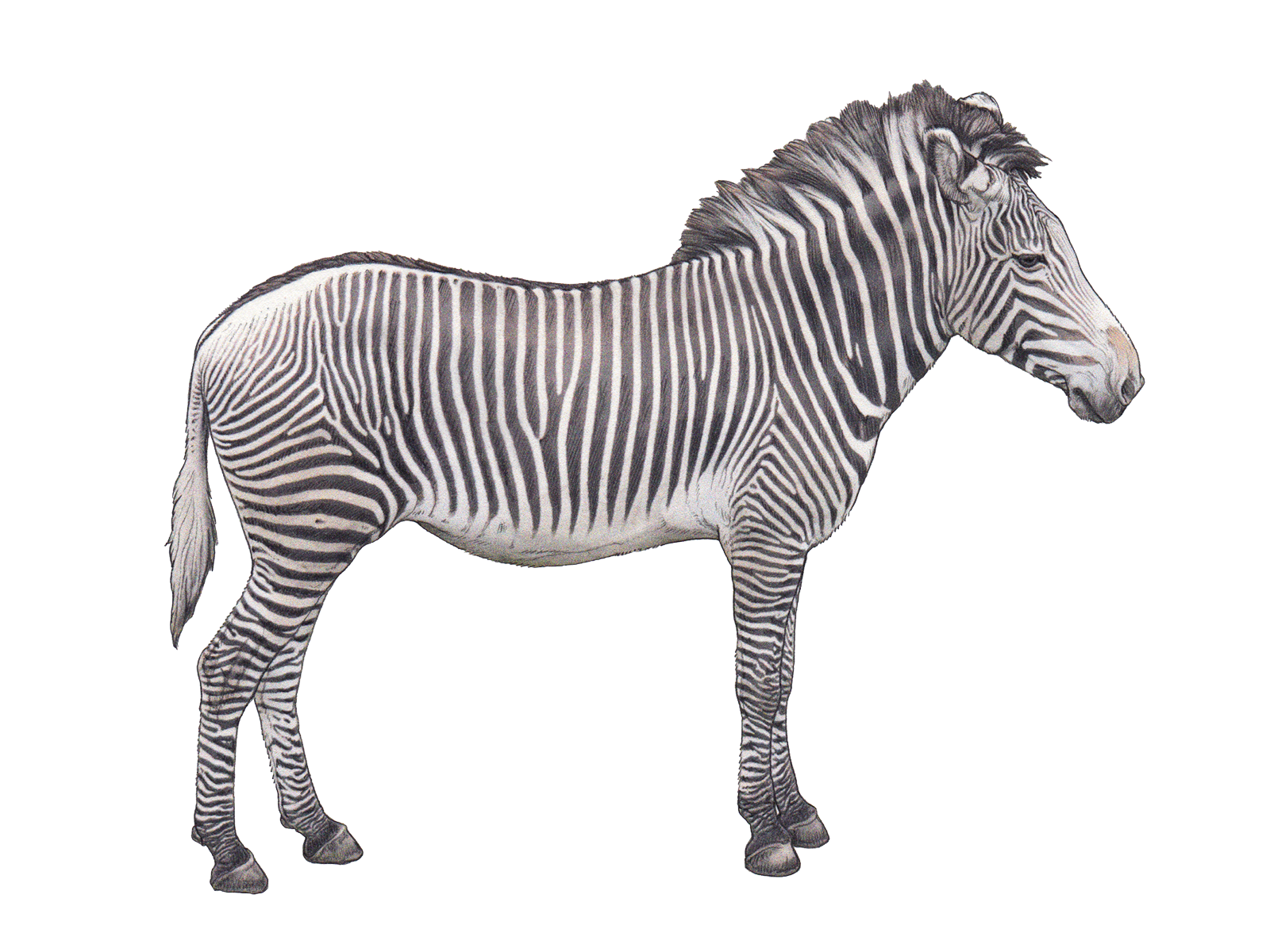 Wissenschaftliche lllustration des Grevyzebras.