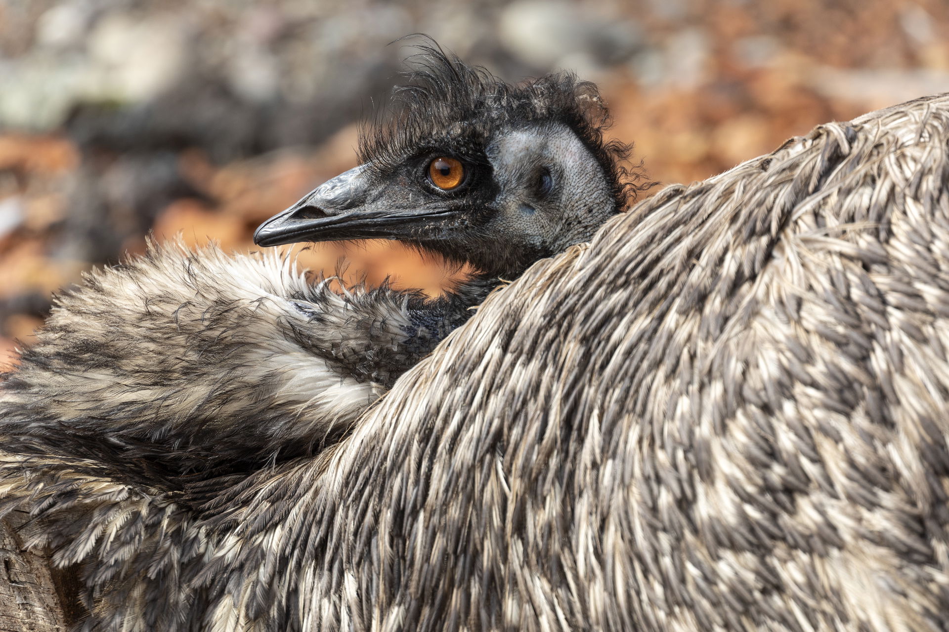 Grosser Emu im Lebensraum Australien des Zoo Zürich