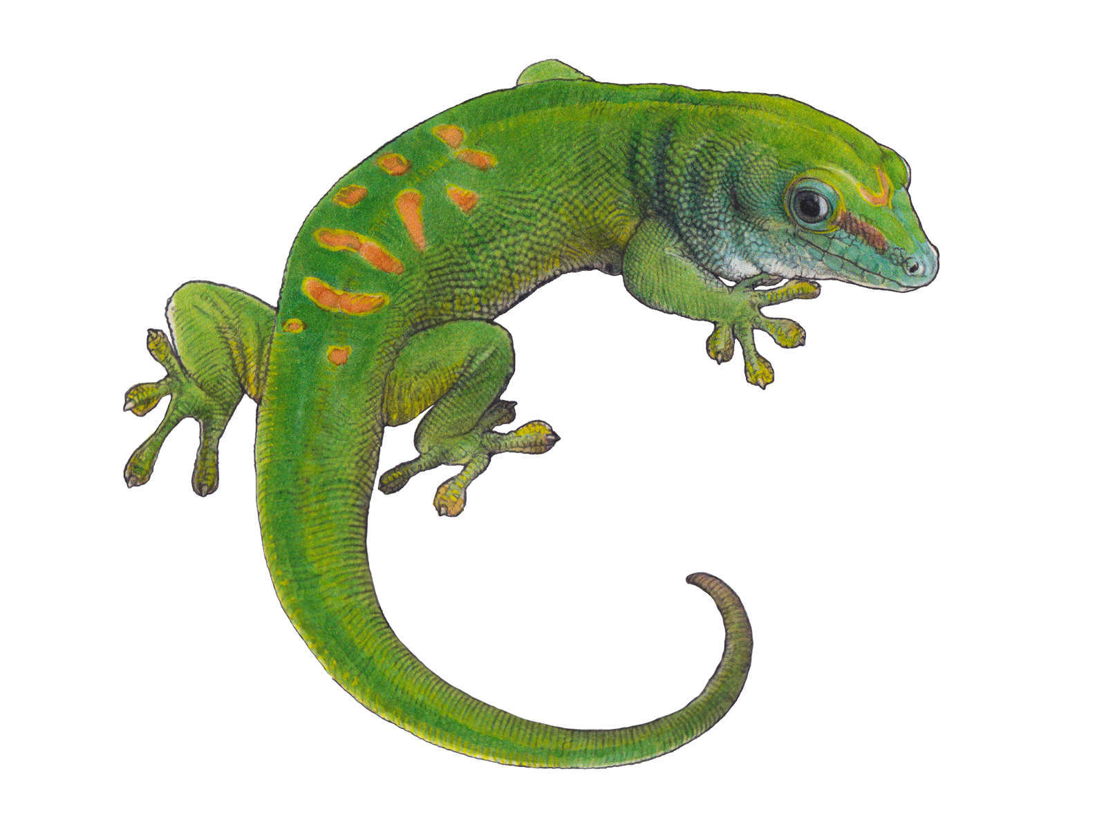 Wissenschaftliche Illustration des Grossen Madagaskar-Taggeckos.