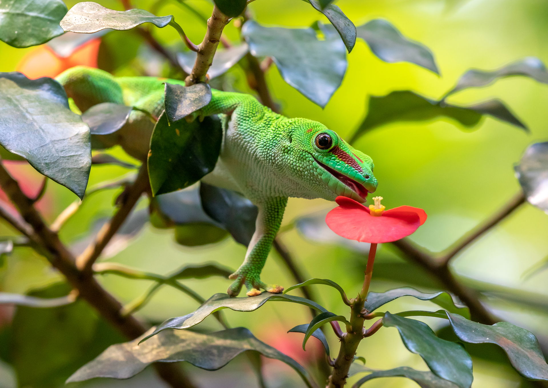 Grosser Madagaskar-Taggecko (Phelsuma grandis) im Masoala Regenwald des Zoo Zürich.