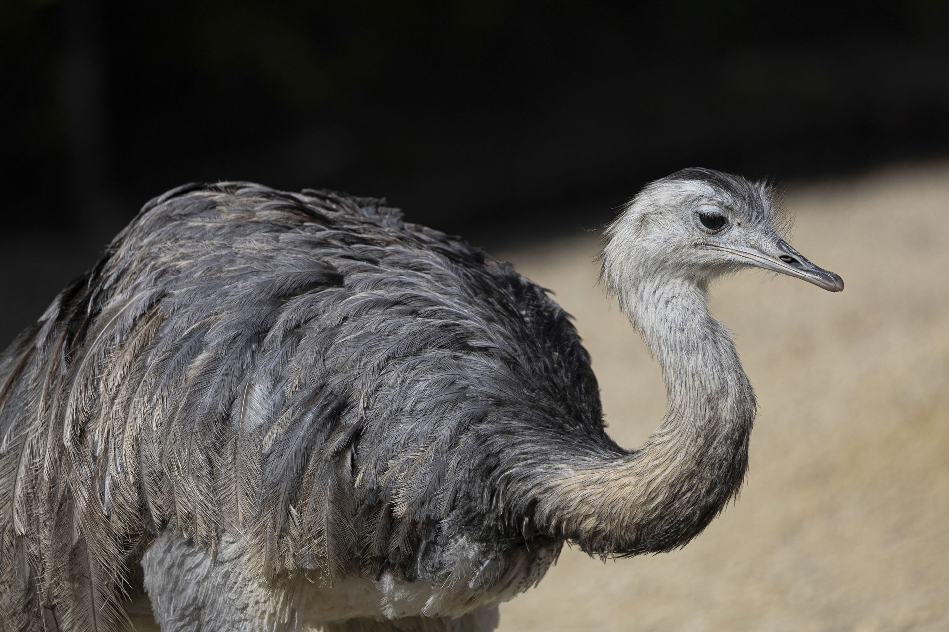 Grosser Nandu im Lauca Andengebirge des Zoo Zürich