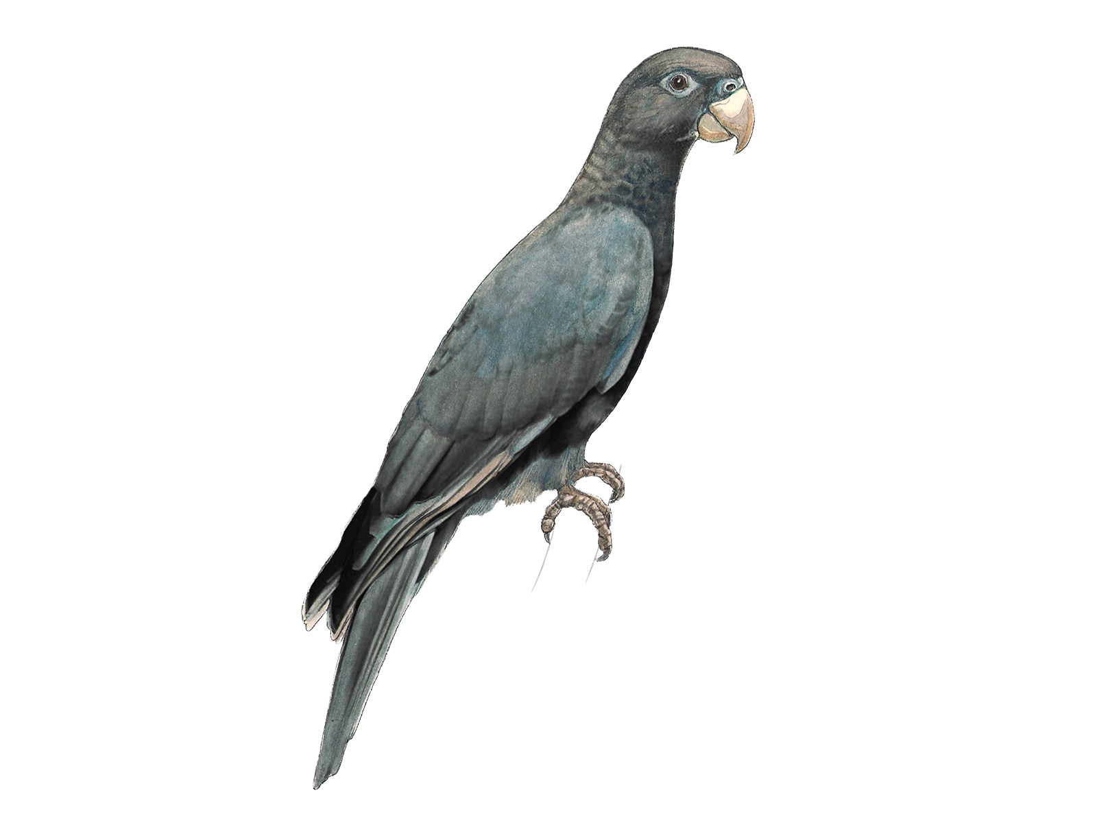 Wissenschaftliche Illustration des Grossen Vasapapageis.