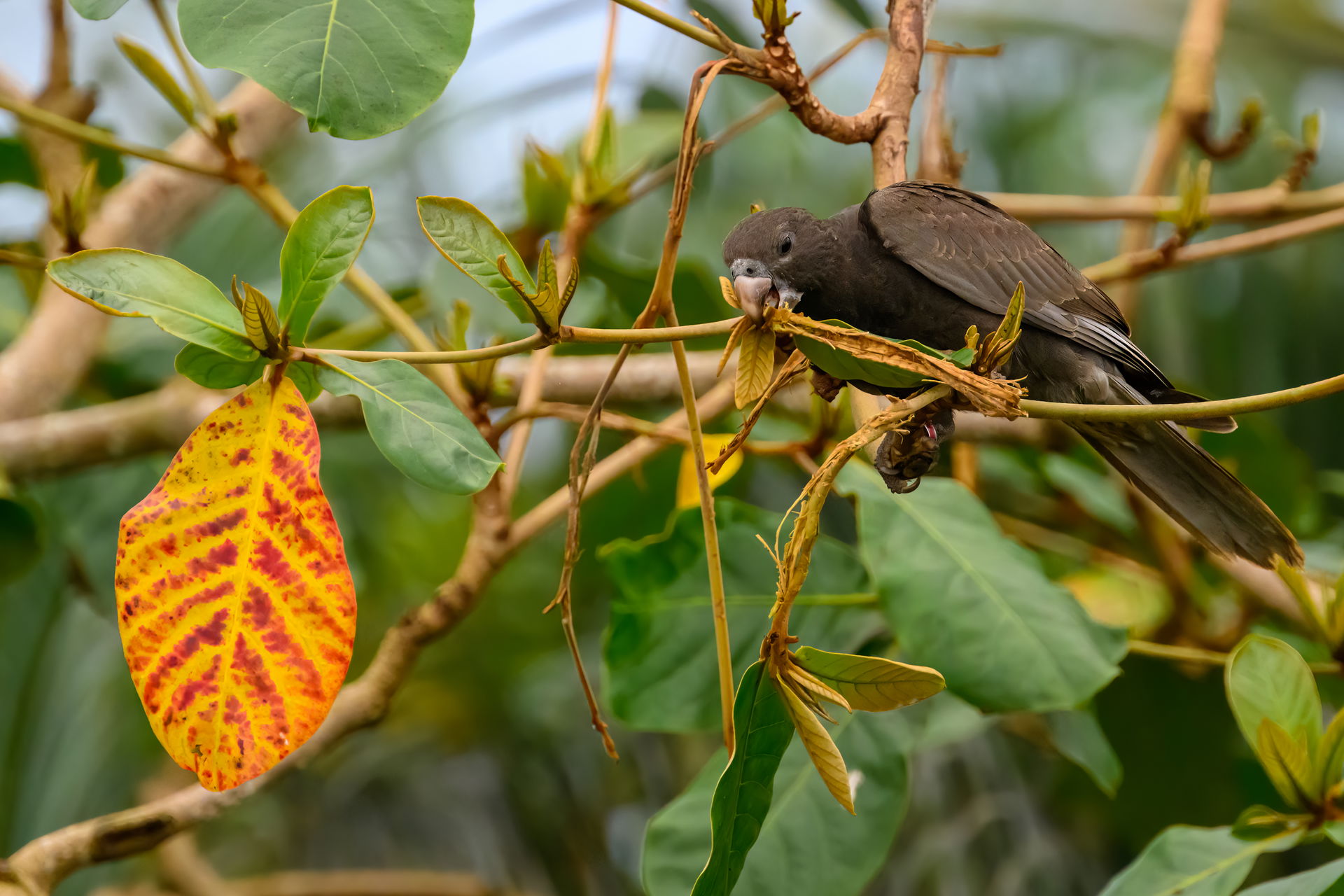 Grosser Vasapapagei im Masoala Regenwald desZoo Zürich