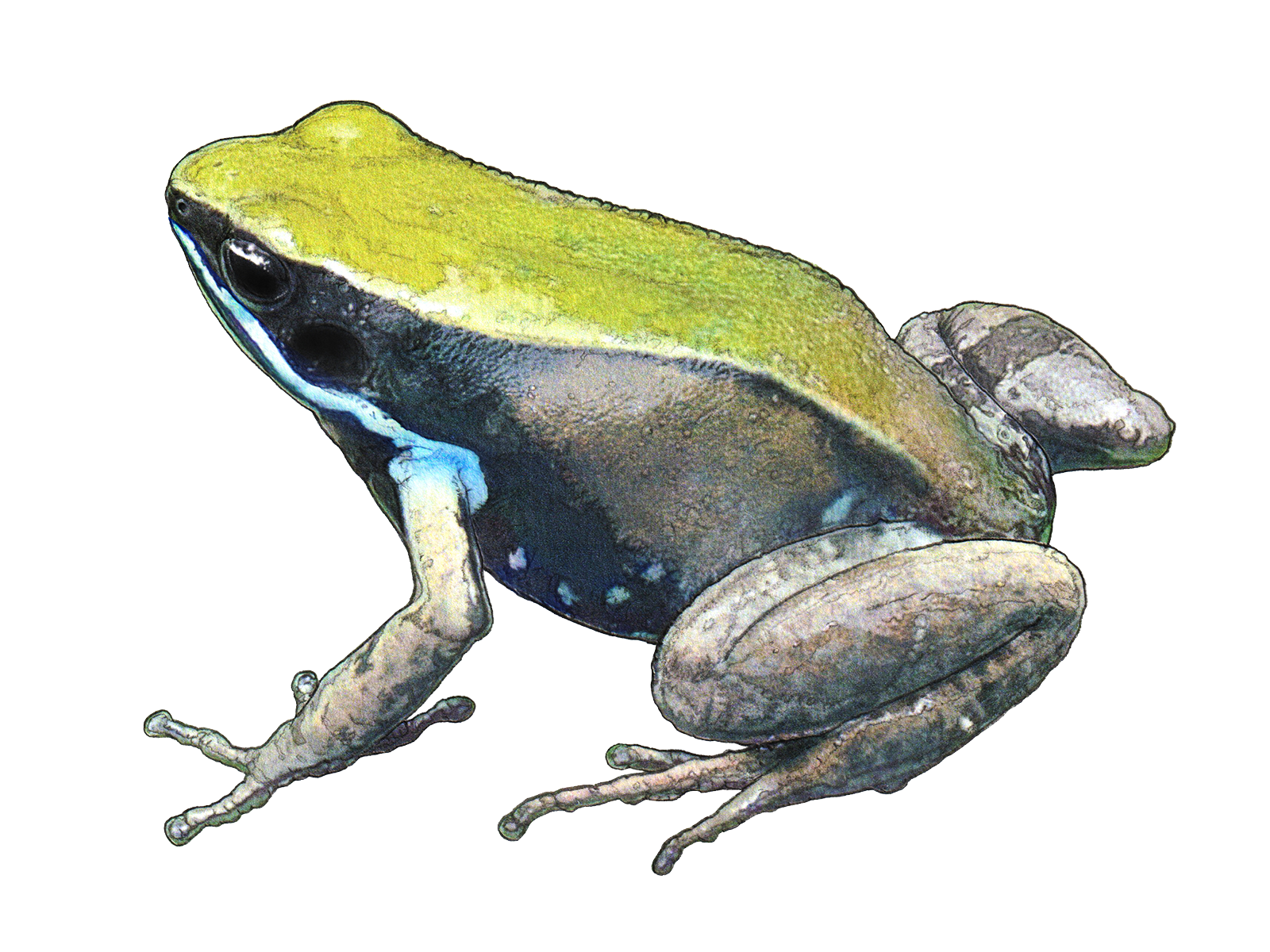 Wissenschaftliche Illustration des Grünen Buntfröschchens.