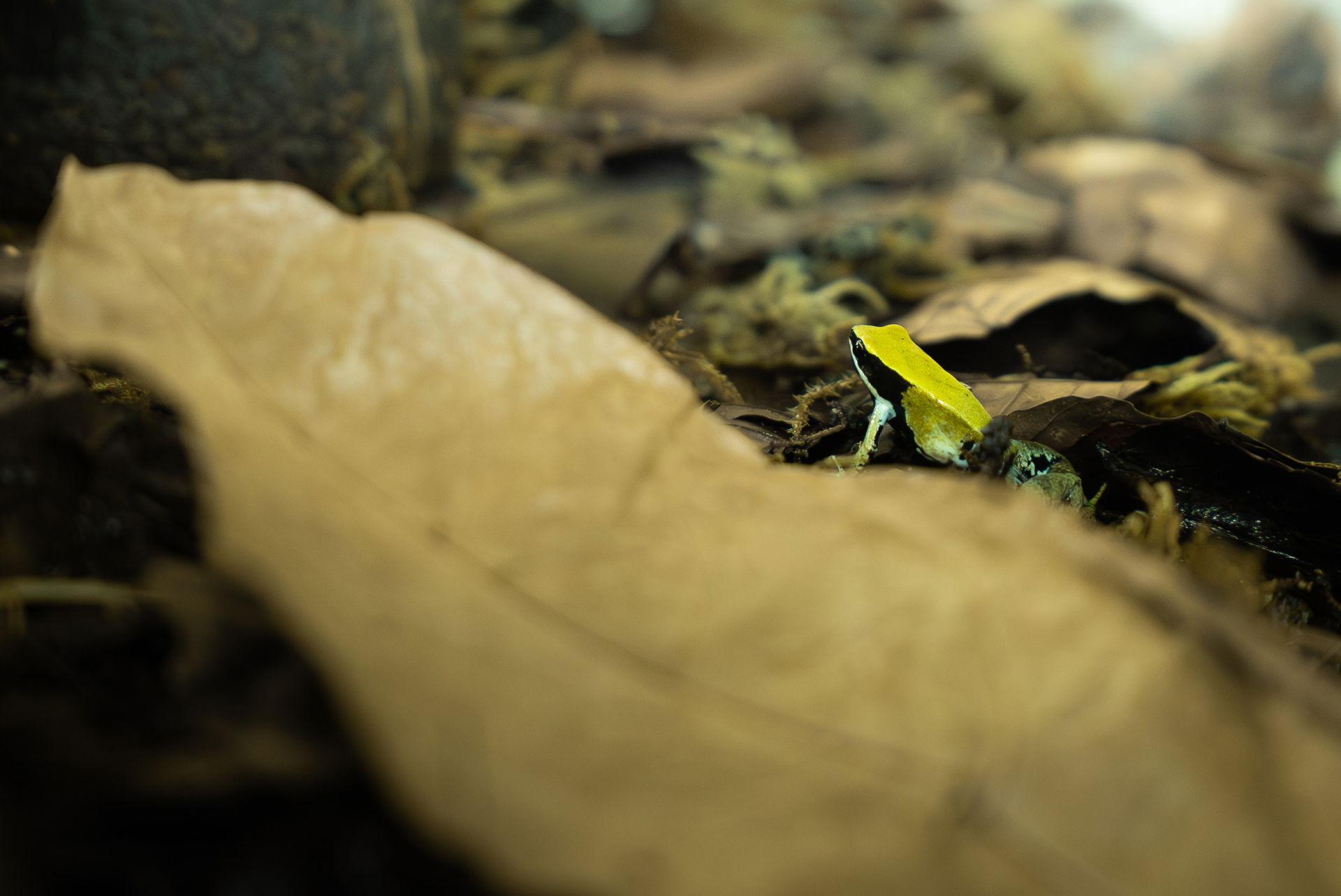 Das Grüne Buntfröschchen (Mantella viridis) ist im Zoo Zürich in der Forschungsstation zu finden.