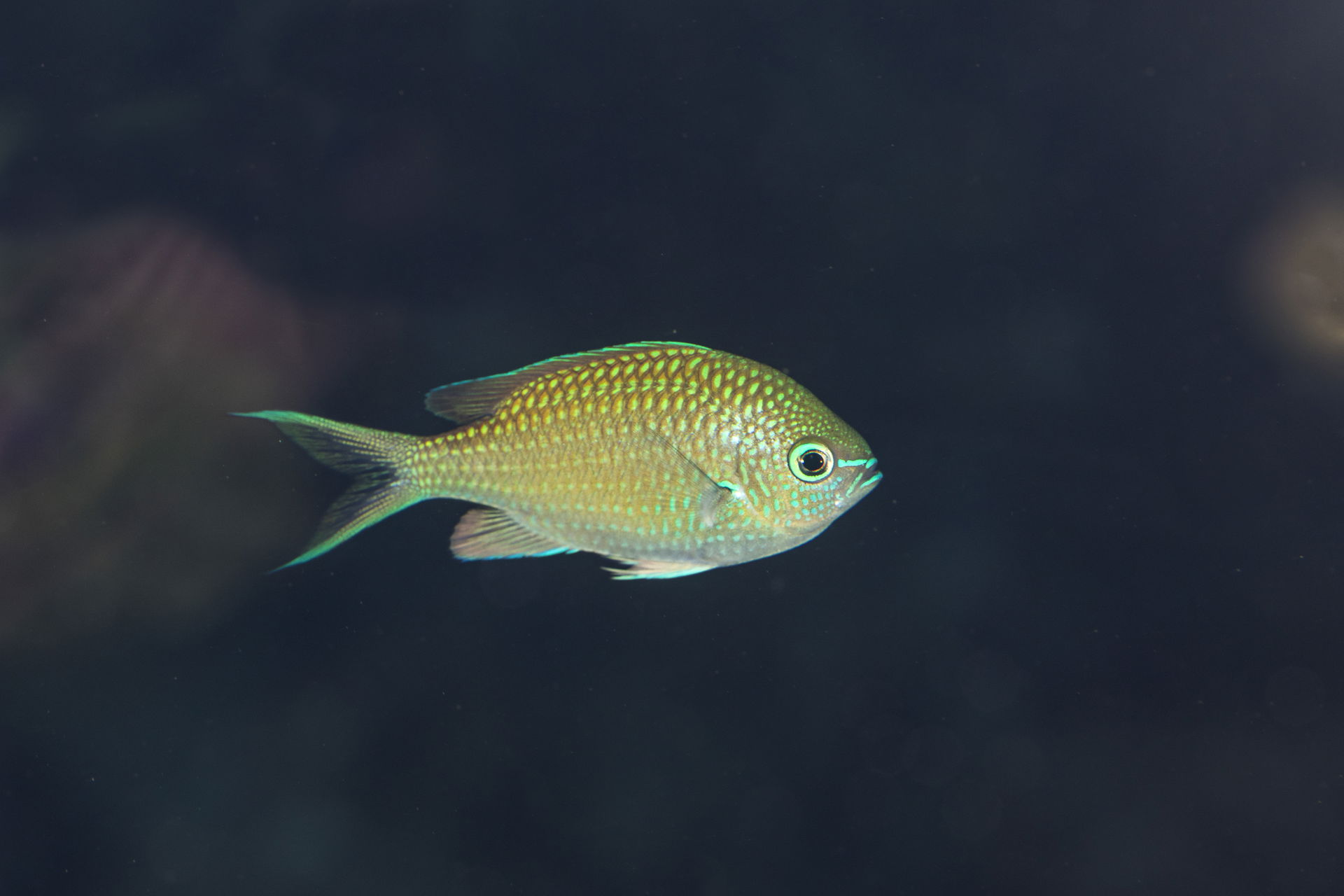 Grünes Schwalbenschwänzchen im Aquarium desZoo Zürich