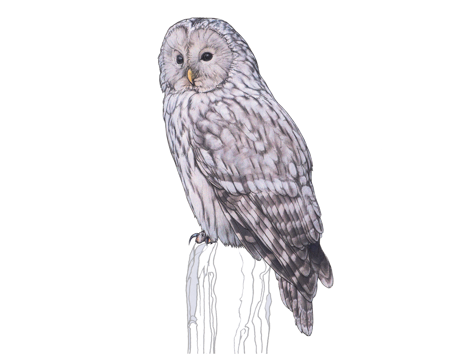 Wissenschaftliche Illustration des Habichtskauzes.
