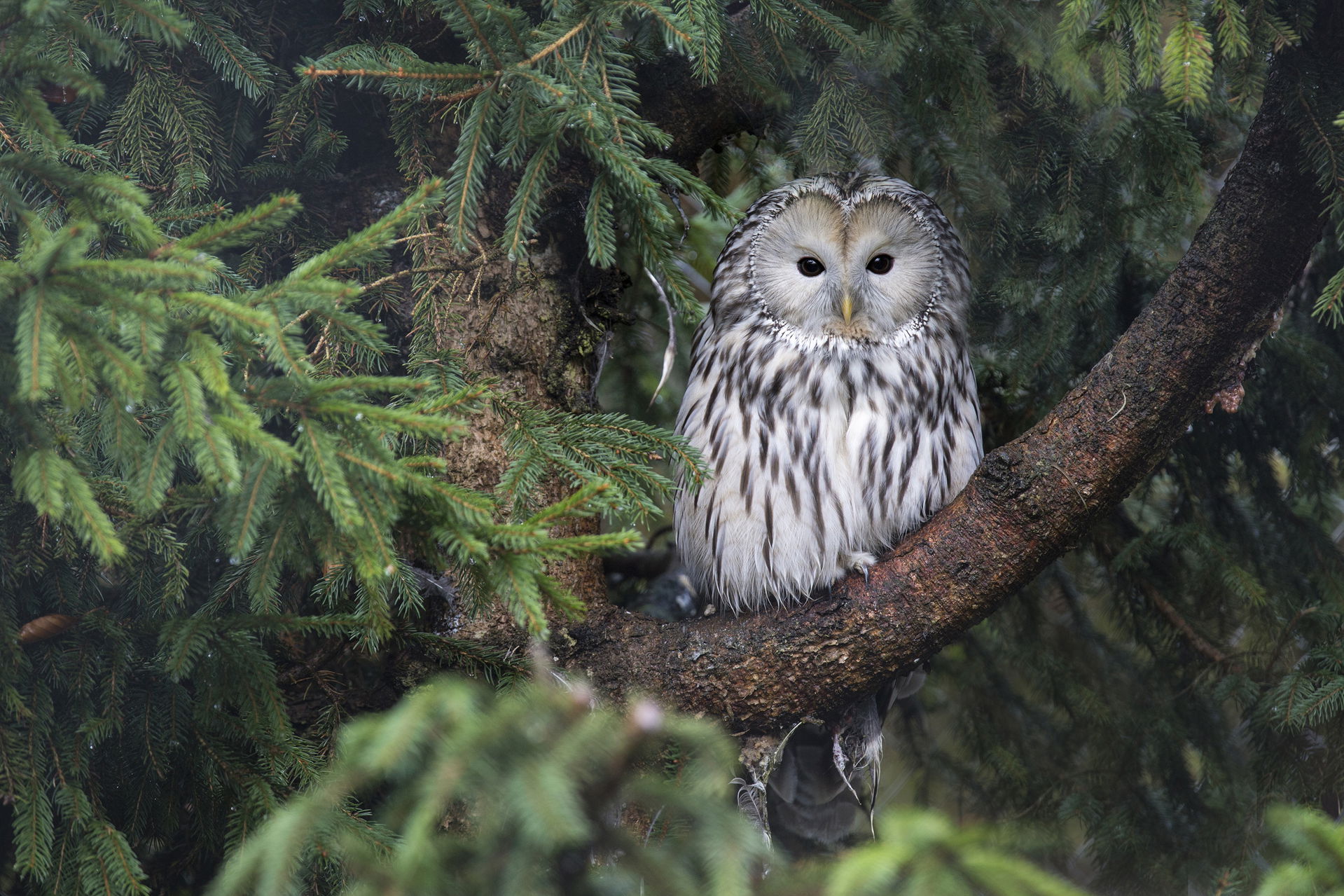 Habichtskauz im Zoo Zürich