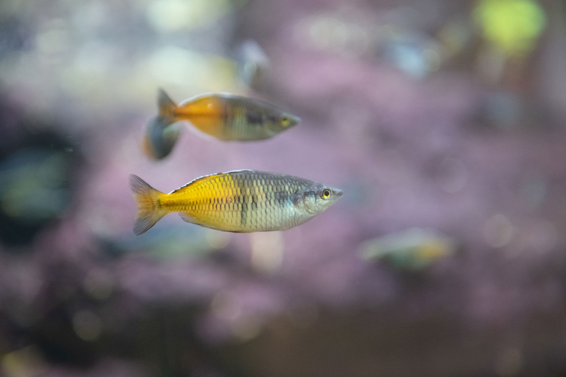 Harlekin-Regenbogenfische im Zoo Zürich
