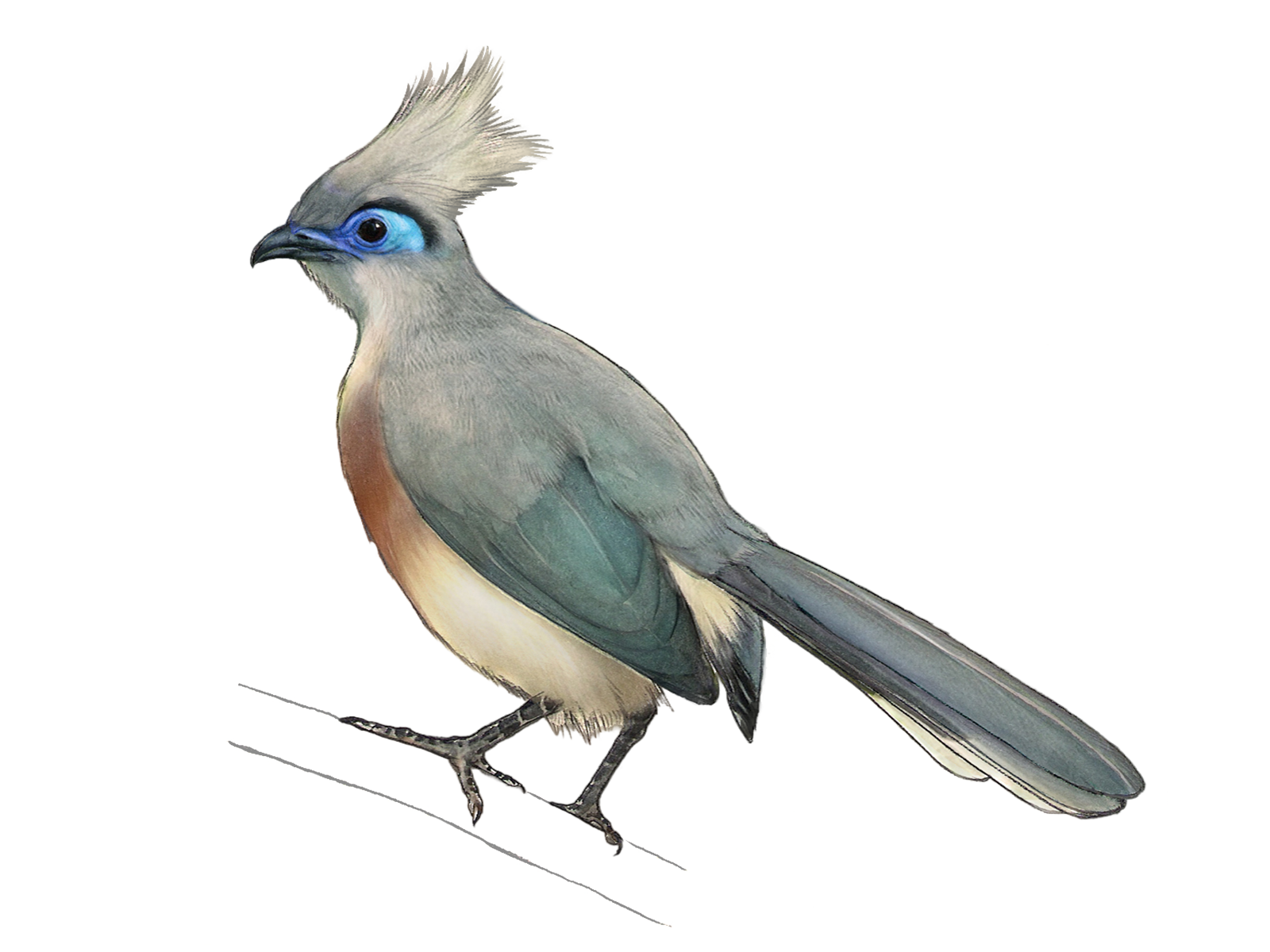 Wissenschaftliche Illustration des Haubenseidenkuckucks.