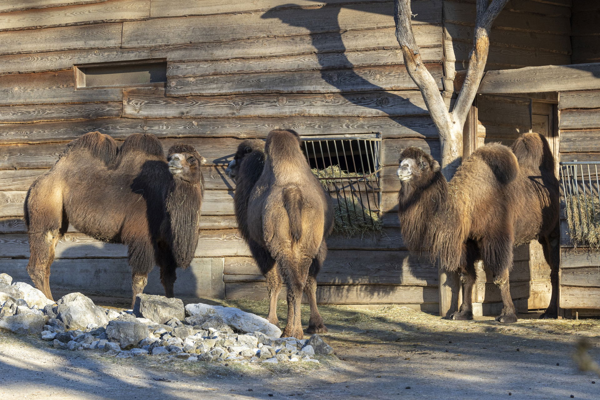 Hauskamele/Trampeltiere (Camelus ferus f. bactrianus) im Zoo Zürich
