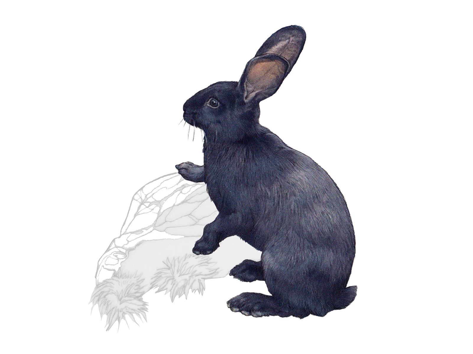 Wissenschaftliche Illustration des Hauskaninchens.