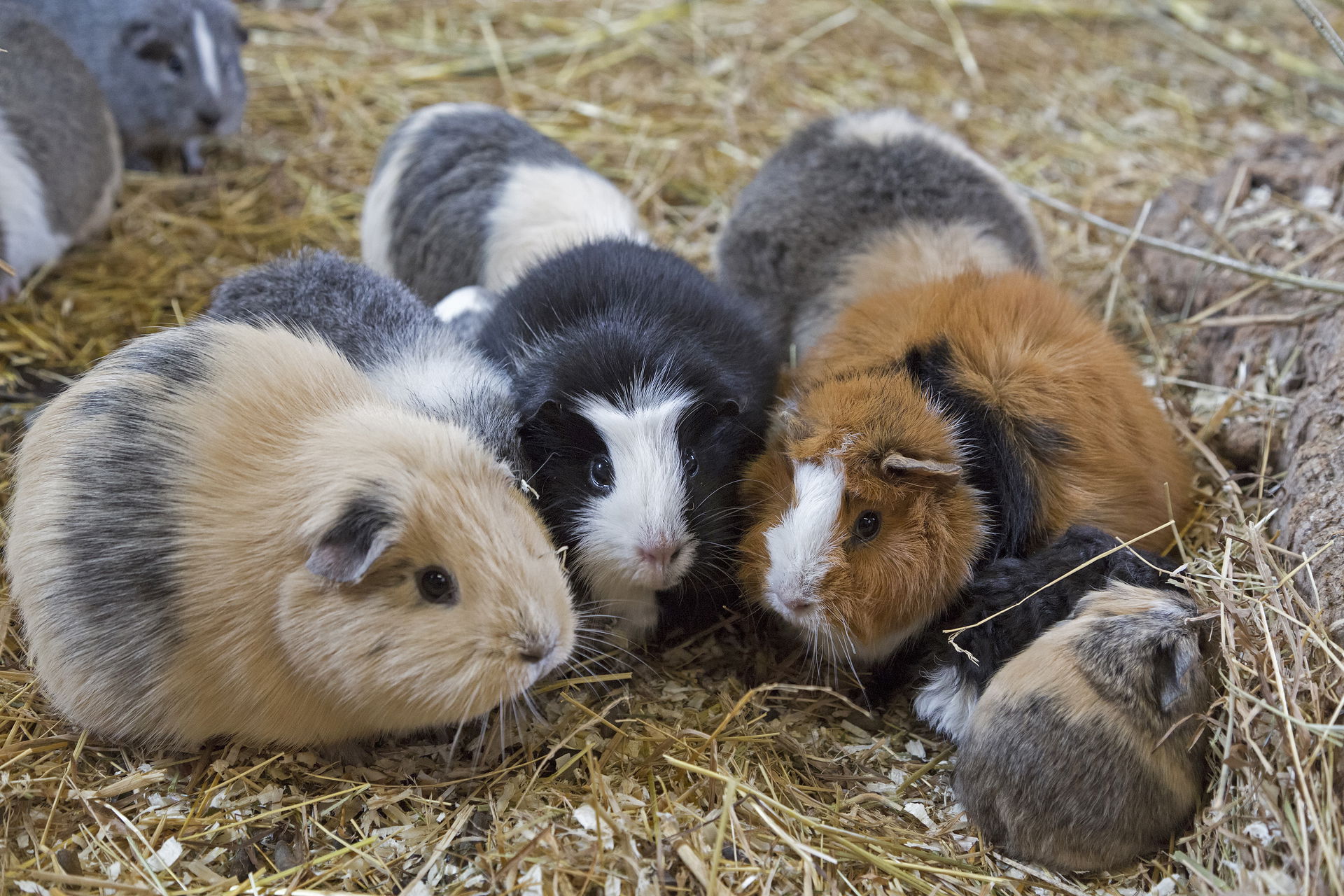 Hausmeerschweinchen im Zoolino im Zoo Zürich