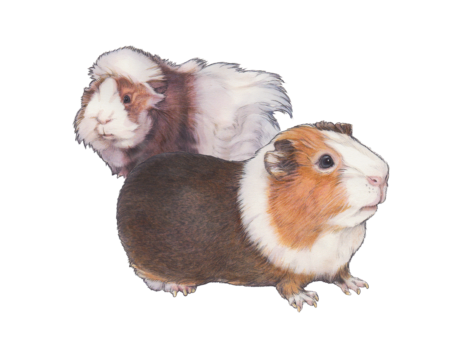 Wissenschaftliche Illustration des Hausmeerschweinchens.