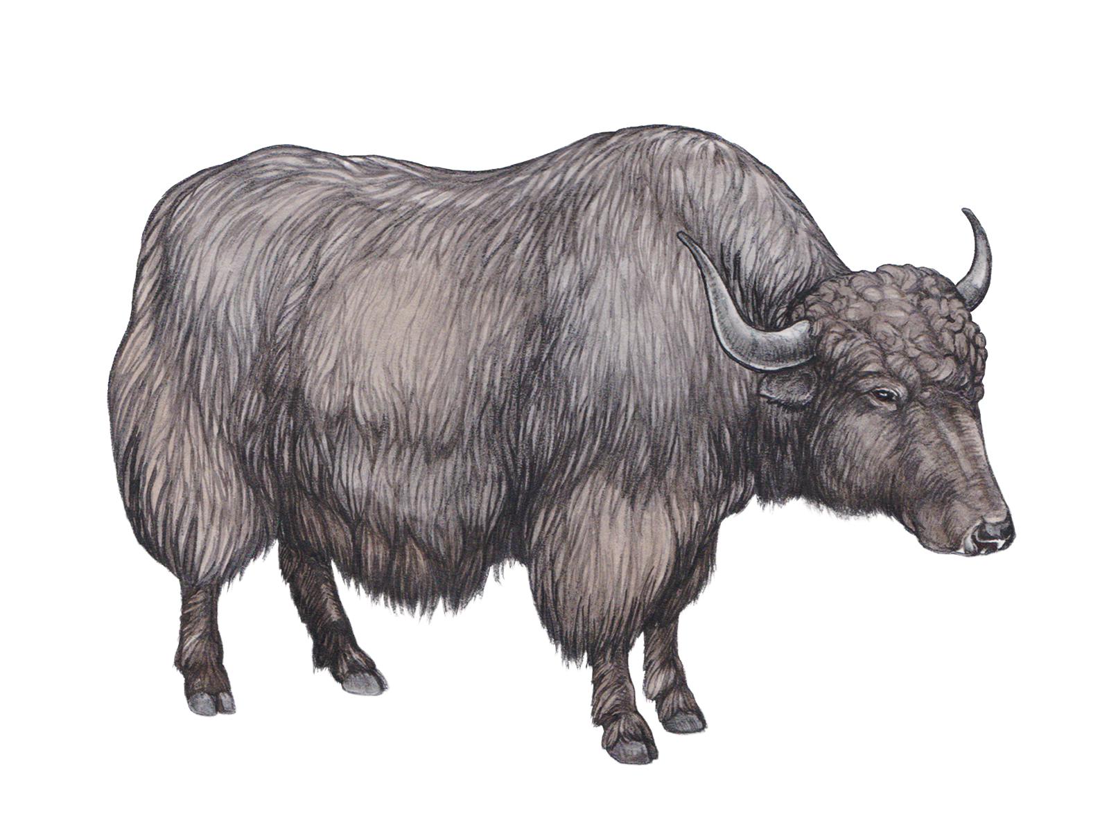 Wissenschaftliche Illustration des Hausyaks.