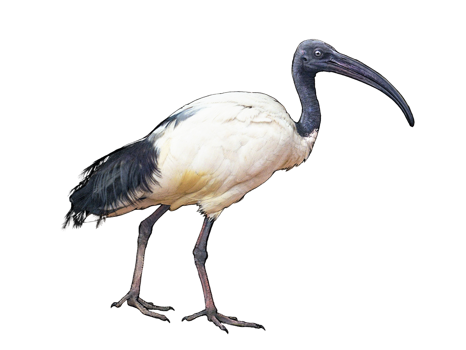 Wissenschaftliche Illustration des Hellaugenibis.