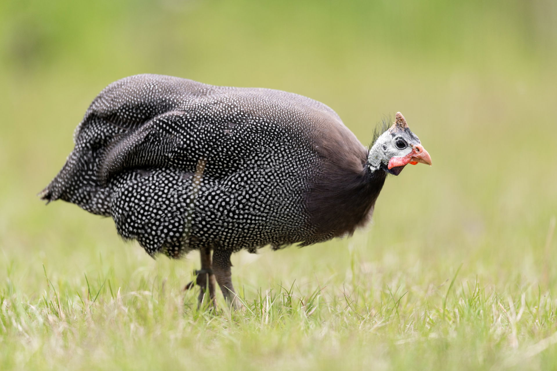 Helmperlhuhn in der Lewa Savanne des Zoo Zürich