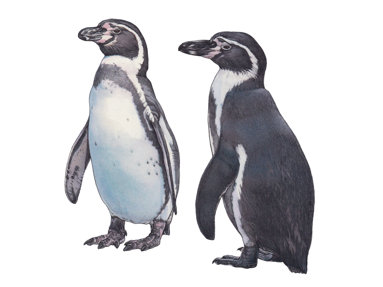 Wissenscchaftliche Illustration des Humboldtpinguins.