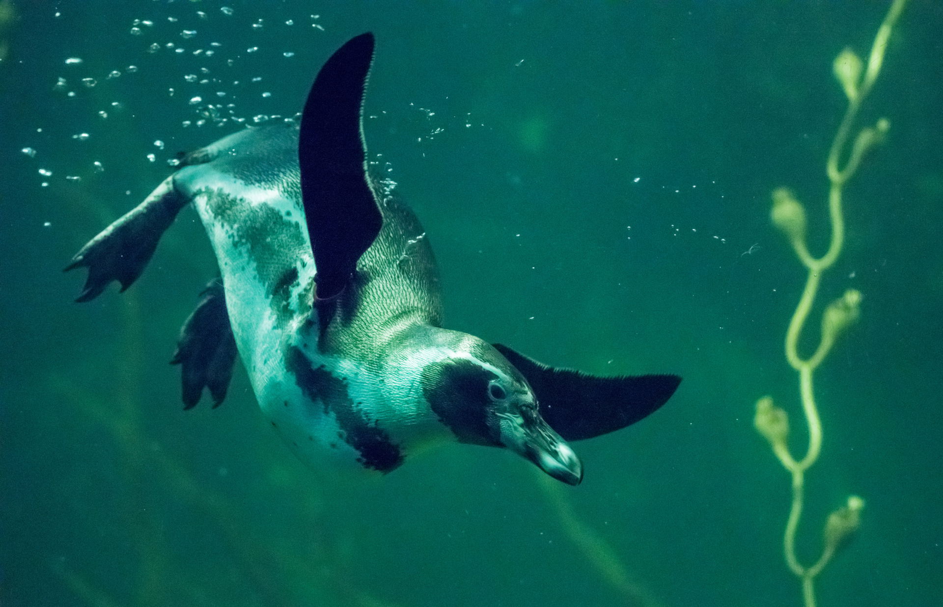 Humboldtpinguin (Spheniscus humboldti) im Zoo Zürich