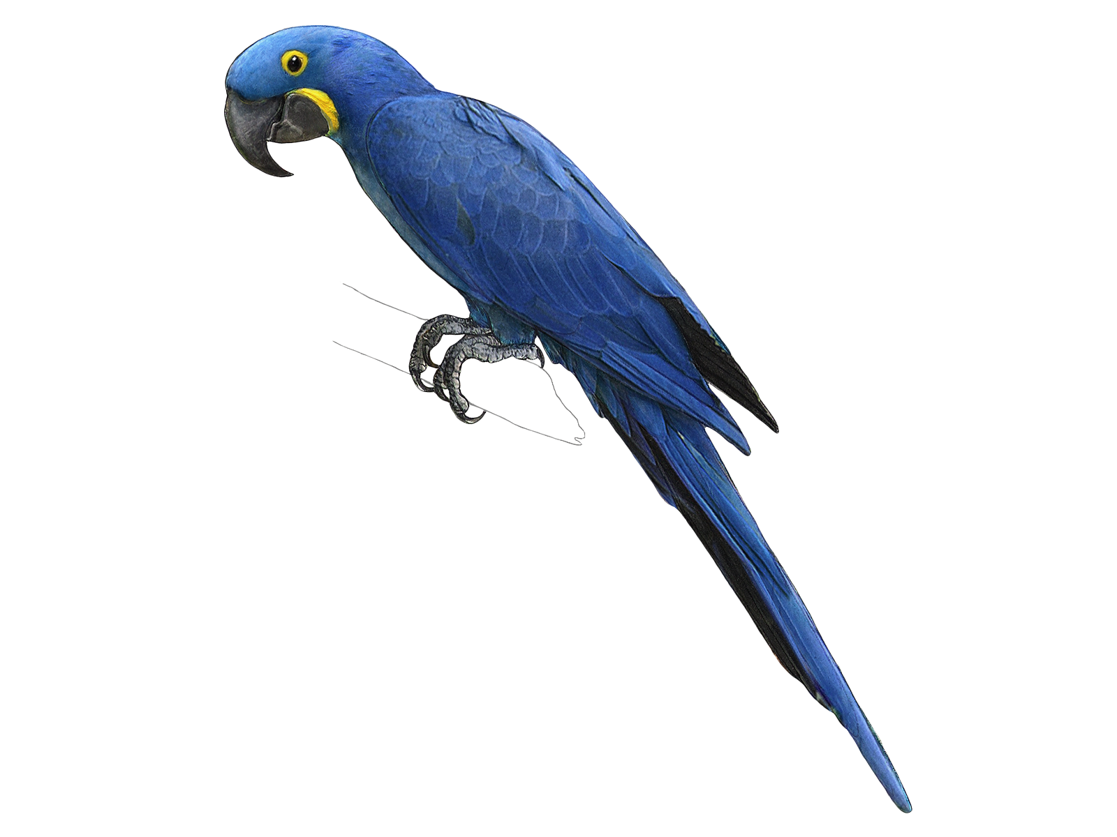Wissenschaftliche Illustration des Hyazintharas