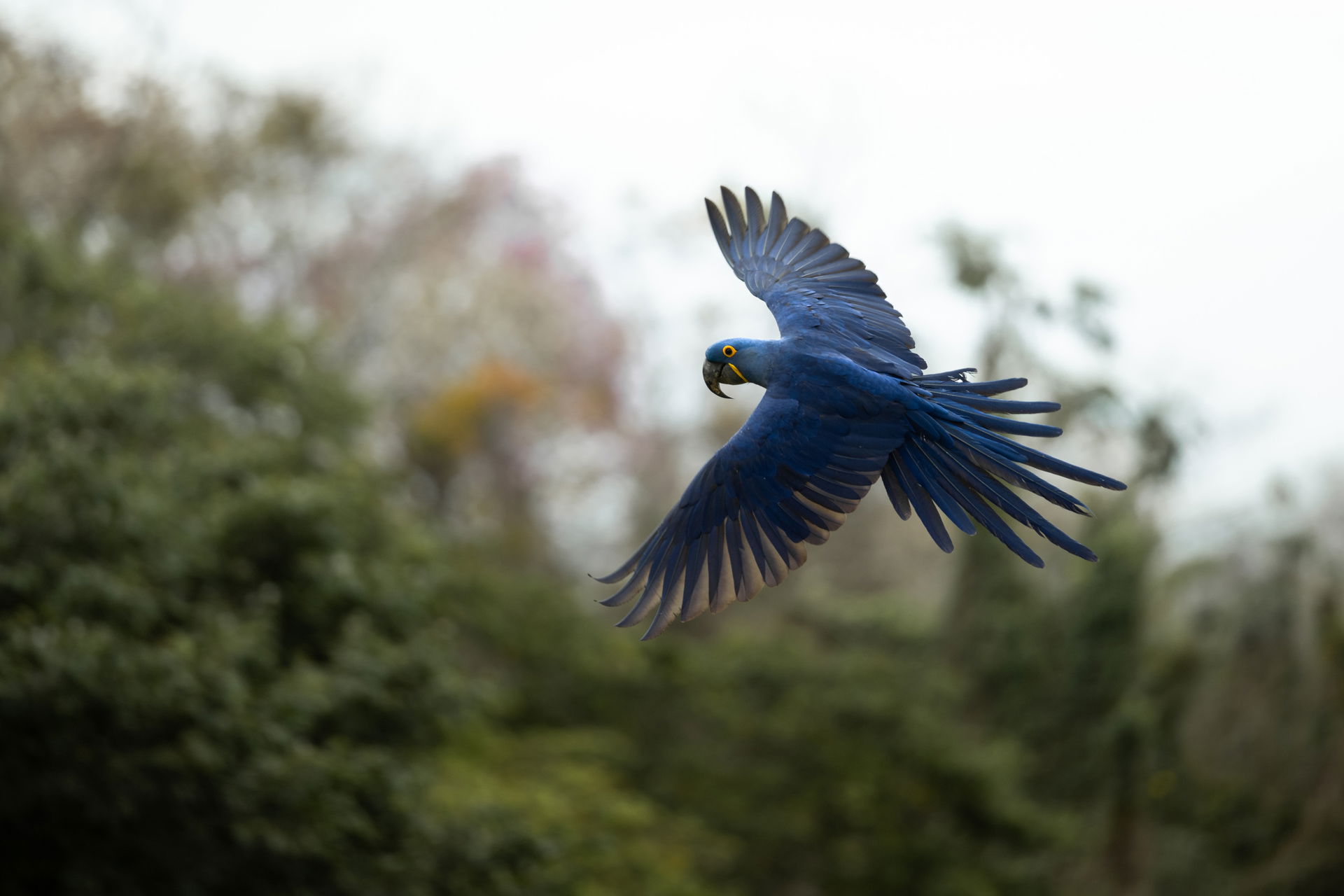 Hyazinthara (Anodorhynchus hyacinthinus) im Zoo Zürich