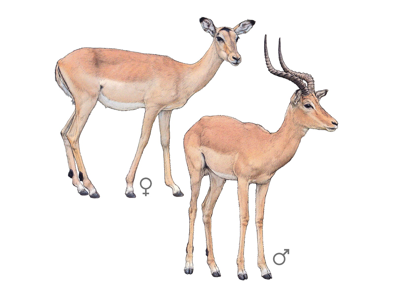 Wissenschaftliche Illustration des Impalas.