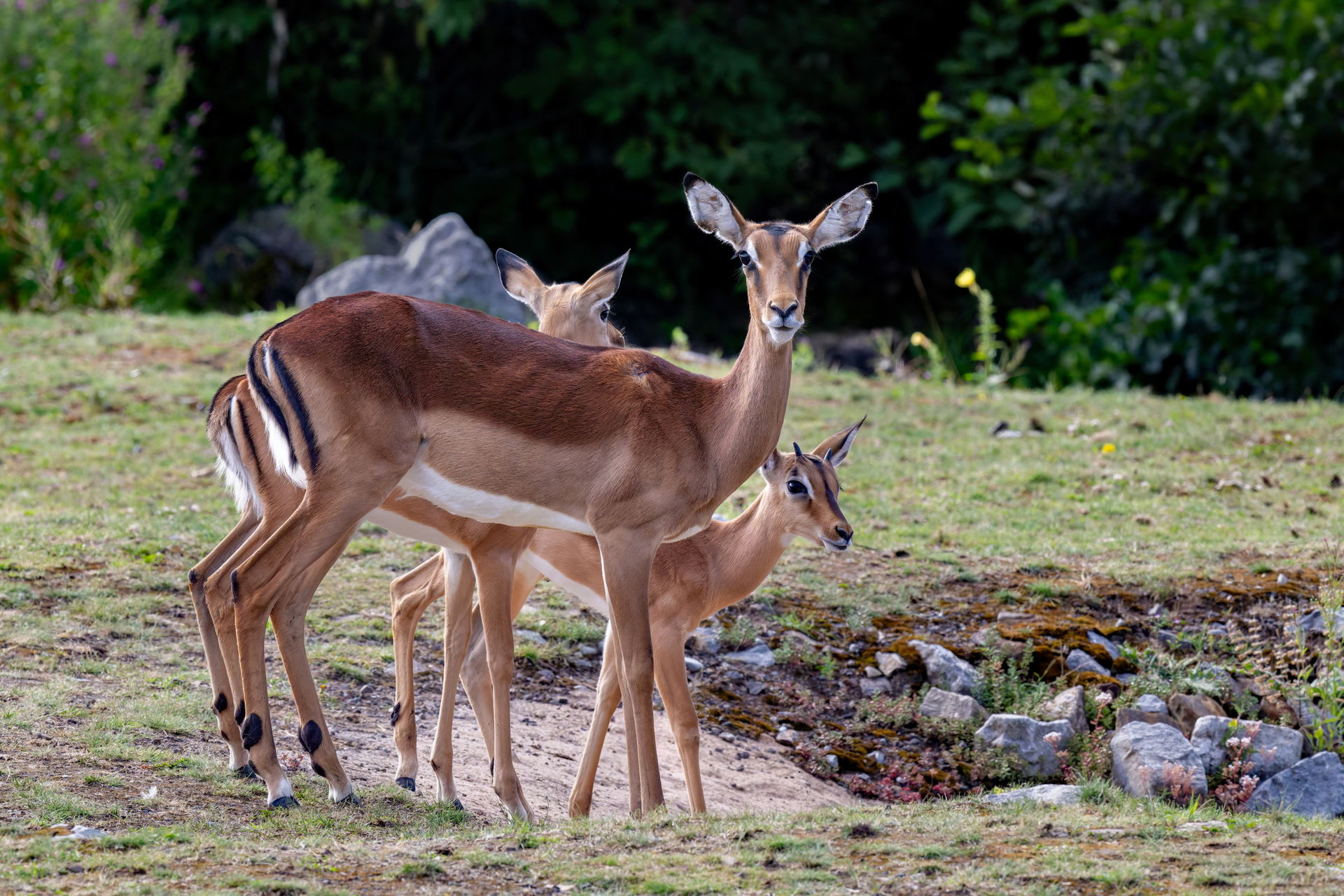 Impala (Aepyceros melampus) in der Lewa Savanne des Zoo Zürich