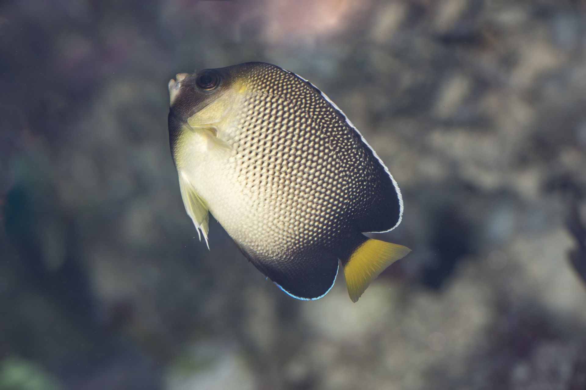 Indischer Rauchglas-Kaiserfisch im Aquarium des Zoo Zürich