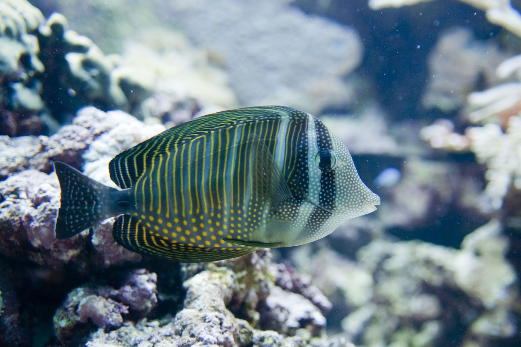 Indischer Segelflossen-Doktorfisch im Aquarium im Zoo Zürich