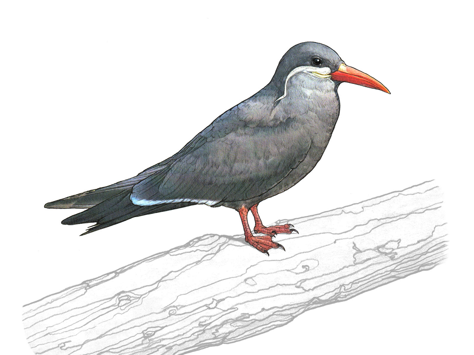 Wissenschaftliche Illustration der Inkaseeschwalbe.