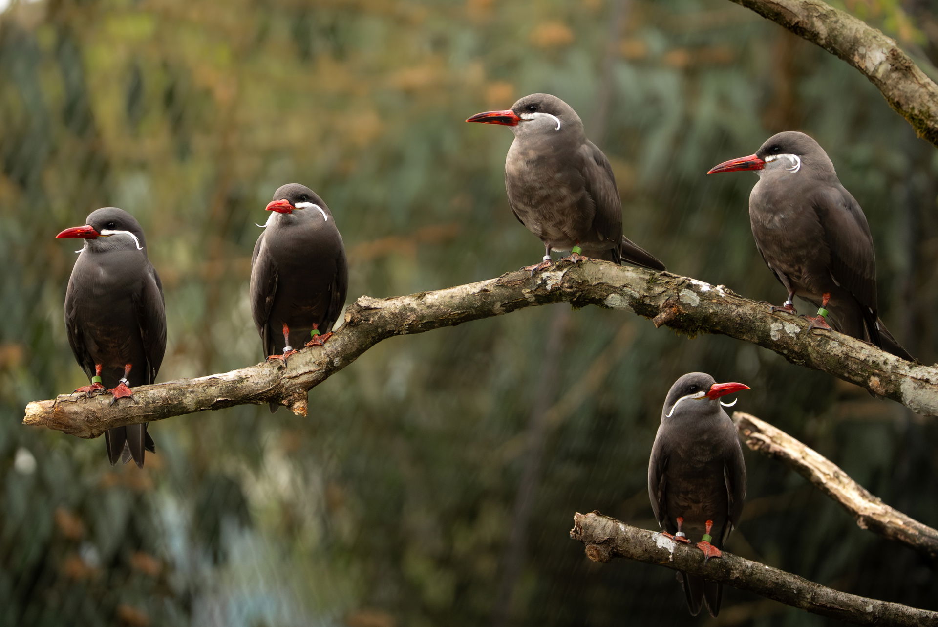 Inkaseeschwalben (Larosterna inca) im Zoo Zürich