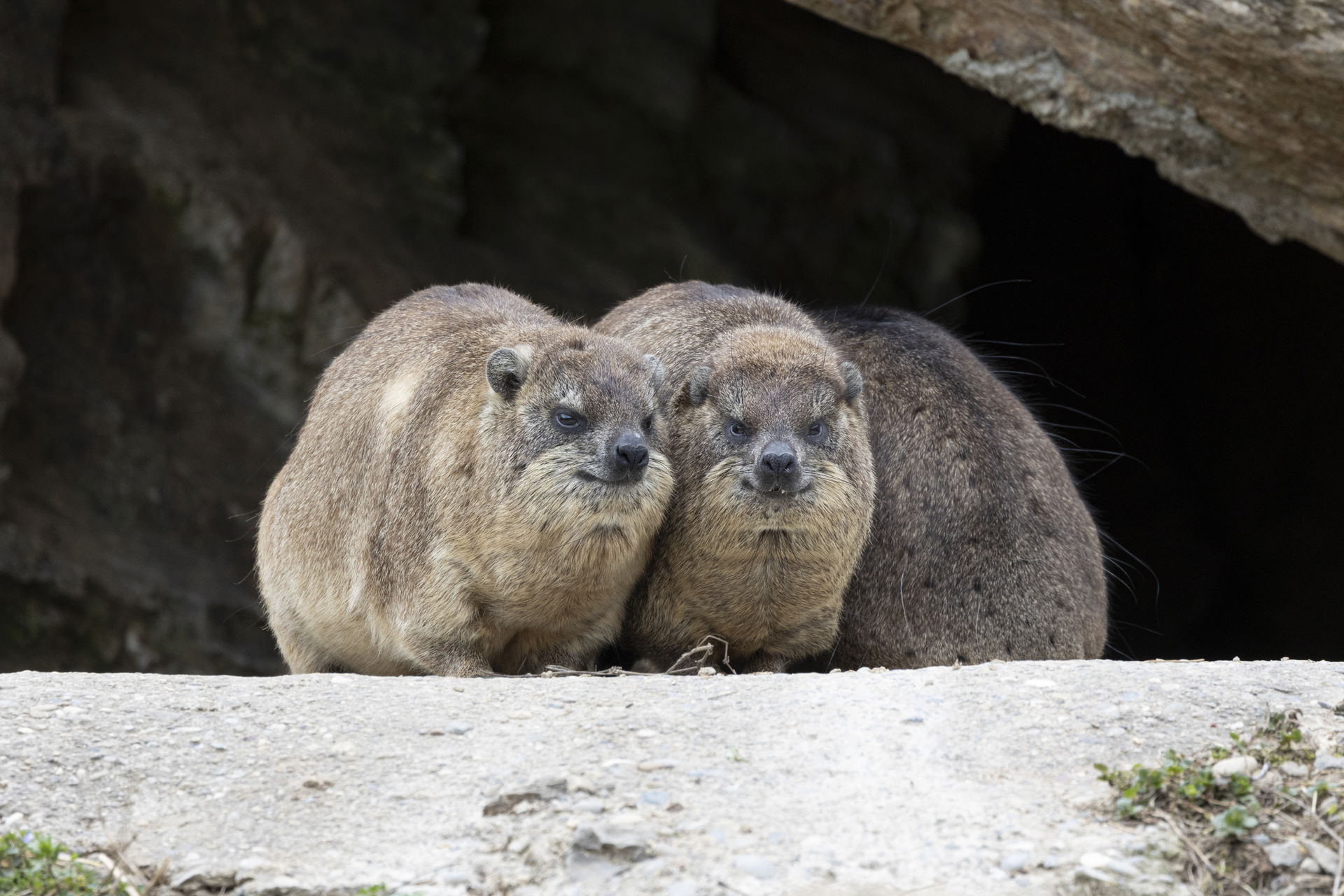 Kap-Klippschliefer im Semien Gebirge des Zoo Zürich.