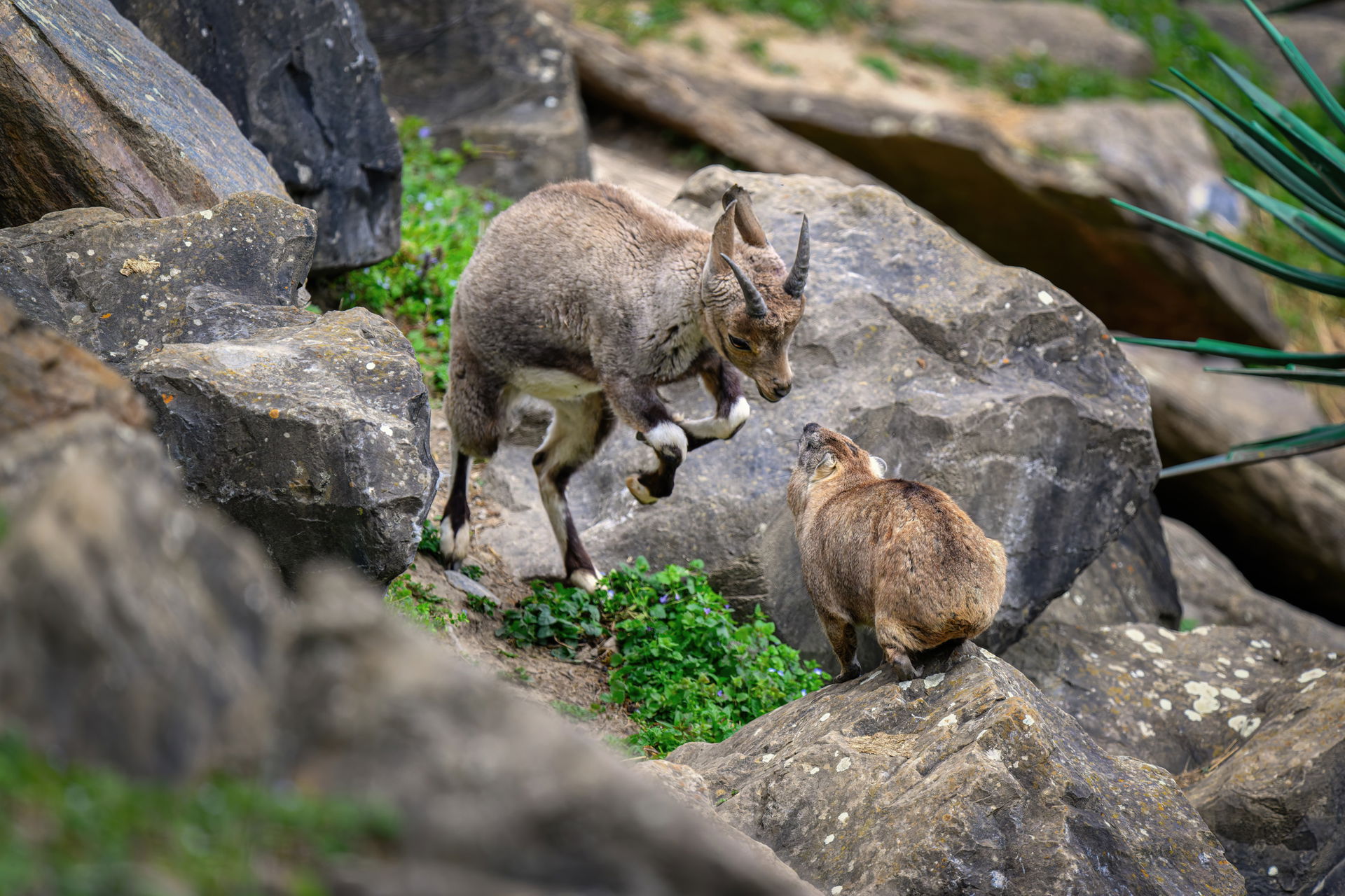 Junger Nubischer Steinbock trifft auf Kap-Klippschliefer im Semien Gebirge des Zoo Zürich.