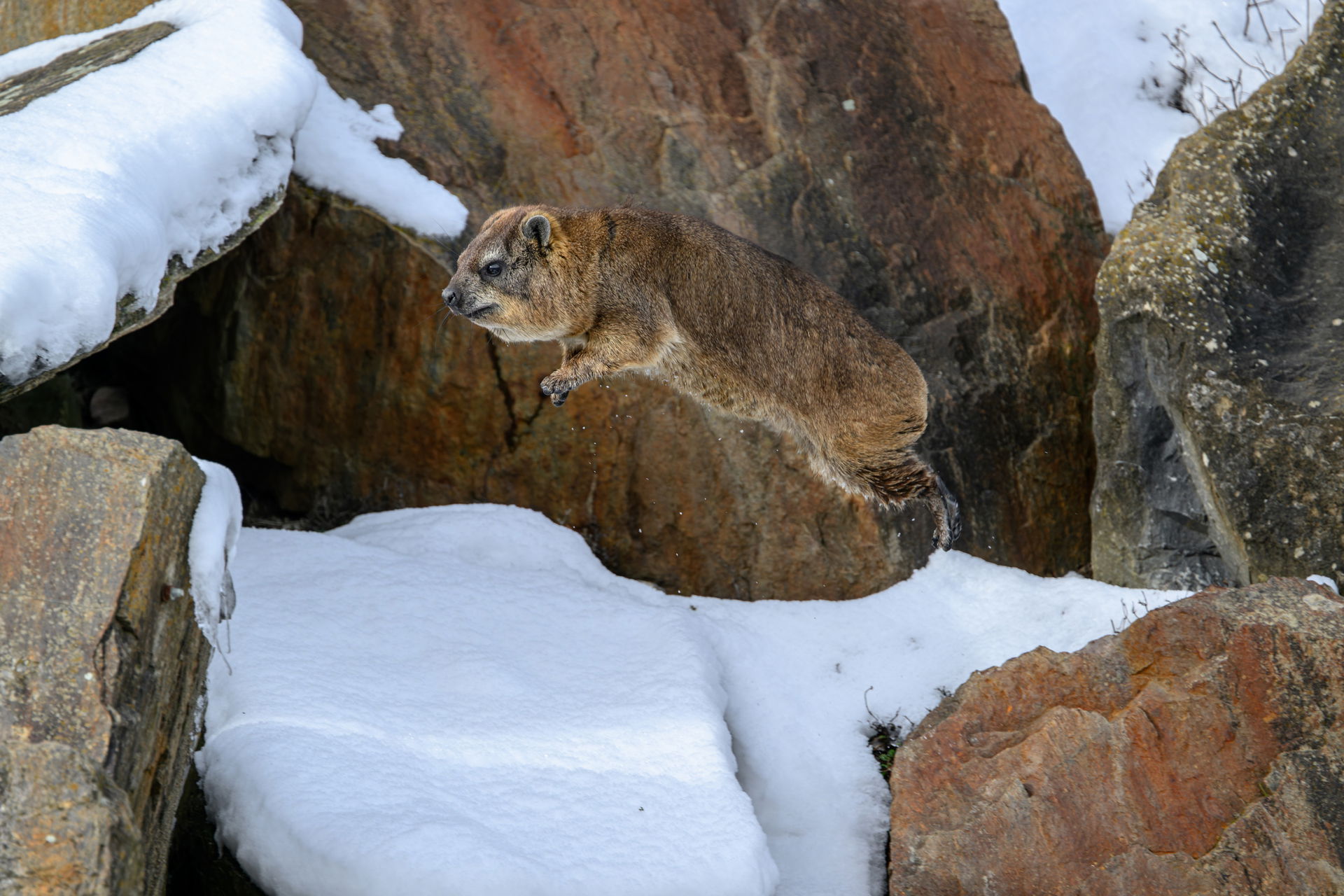 Kap-Klippschliefer im Semien Gebirge des Zoo Zürich.