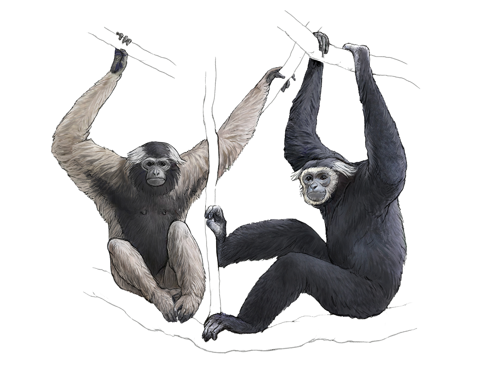 Wissenschaftliche Illustration des Kappengibbons.