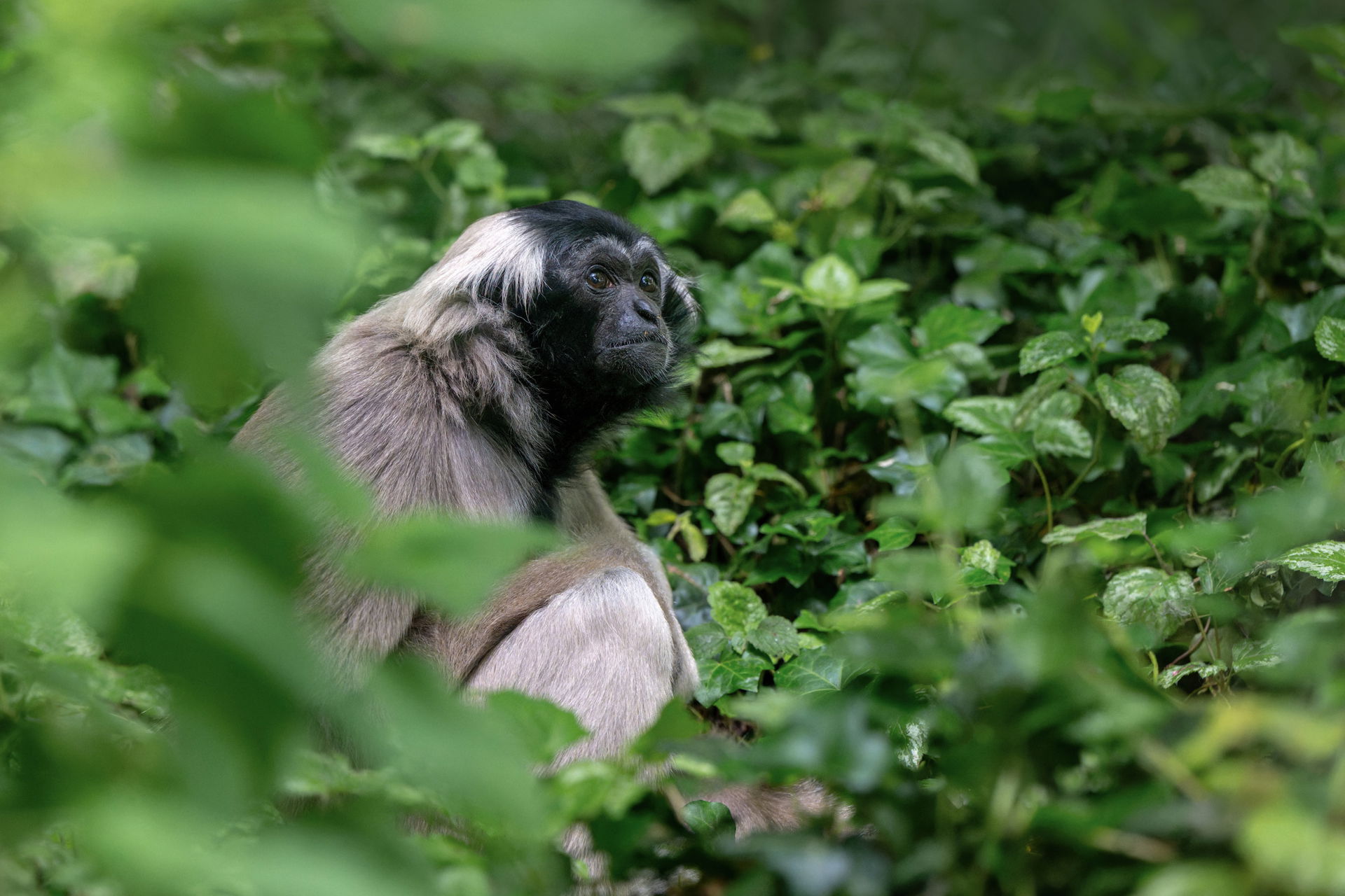 Kappengibbon (Hylobates pileatus) im Zoo Zürich