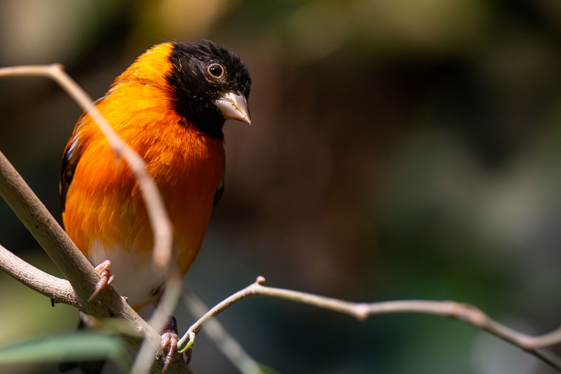 Kapuzenzeisig (Spinus cucullatus) im Zoo Zürich