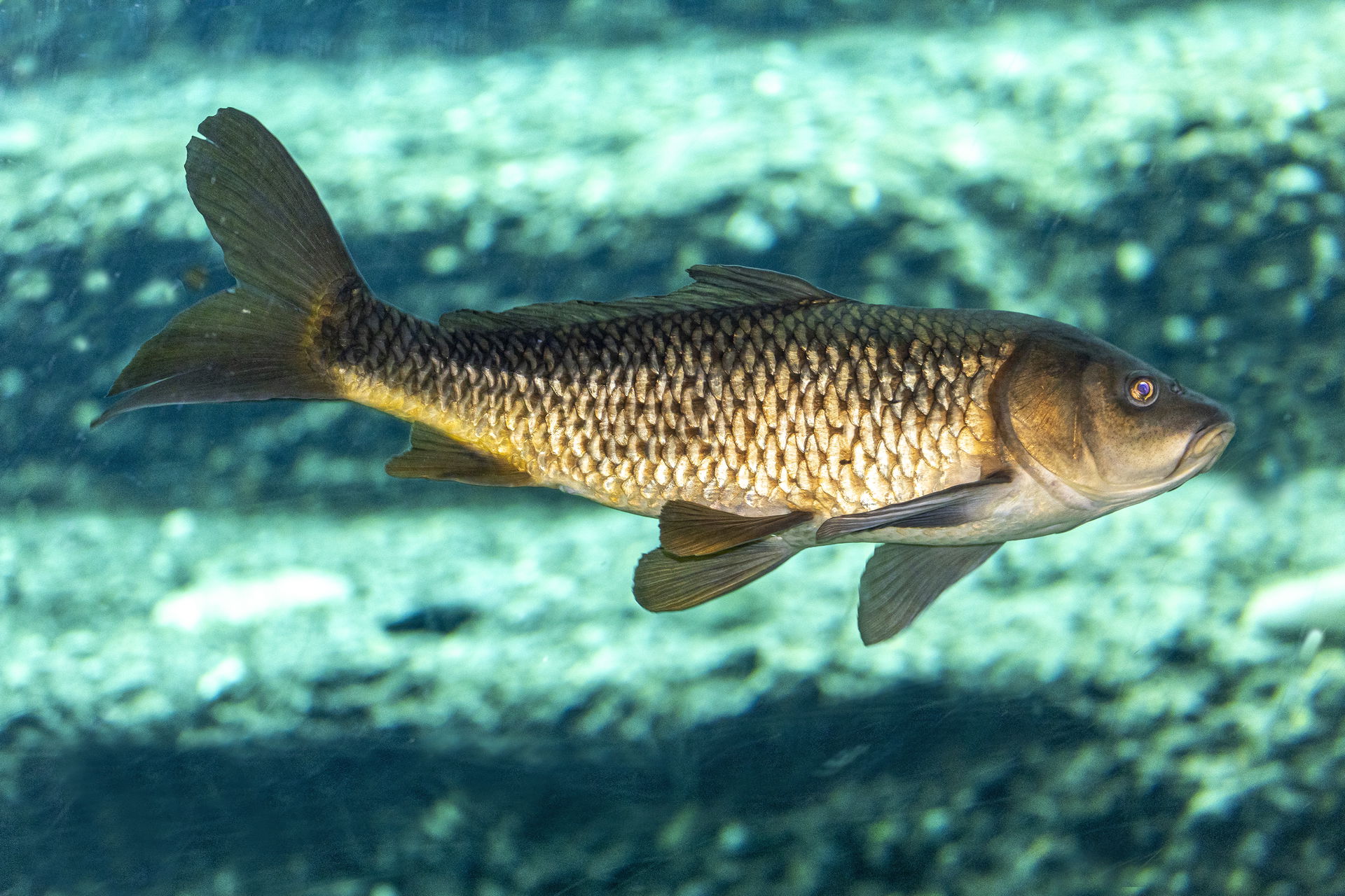 Karpfen im Zoo Zürich