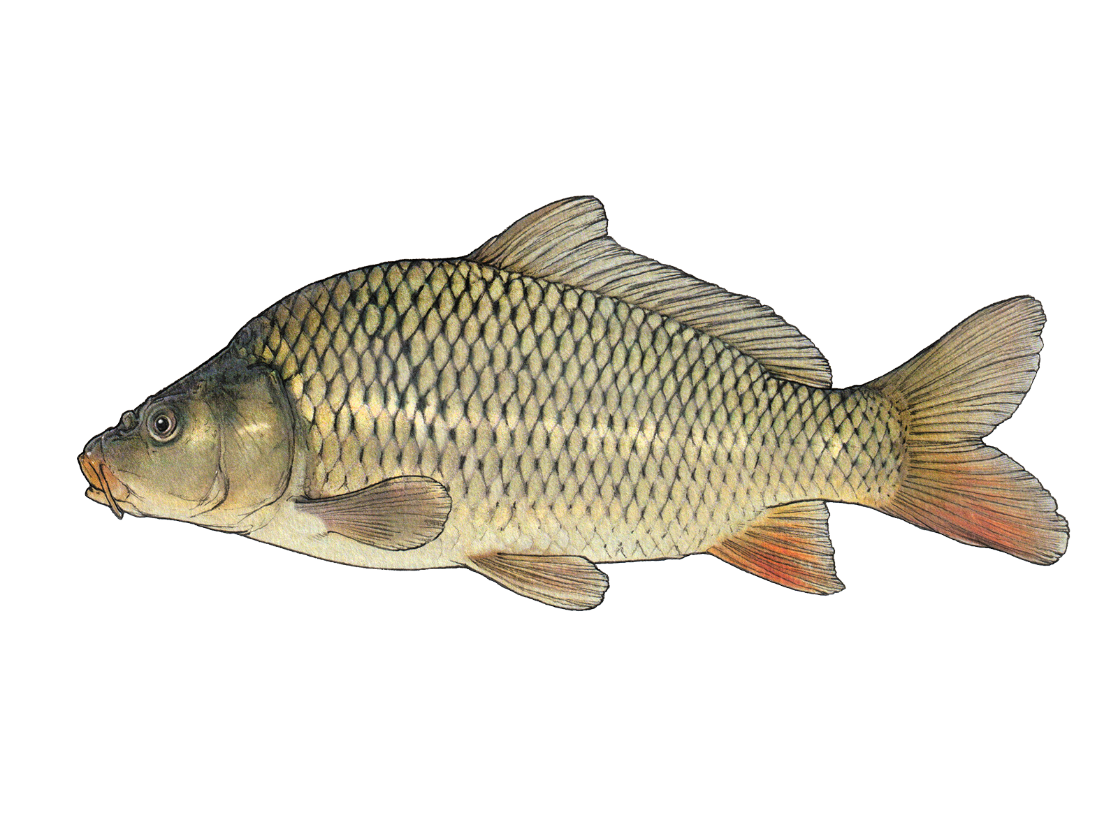 Wissenschaftliche Illustration des Karpfens.