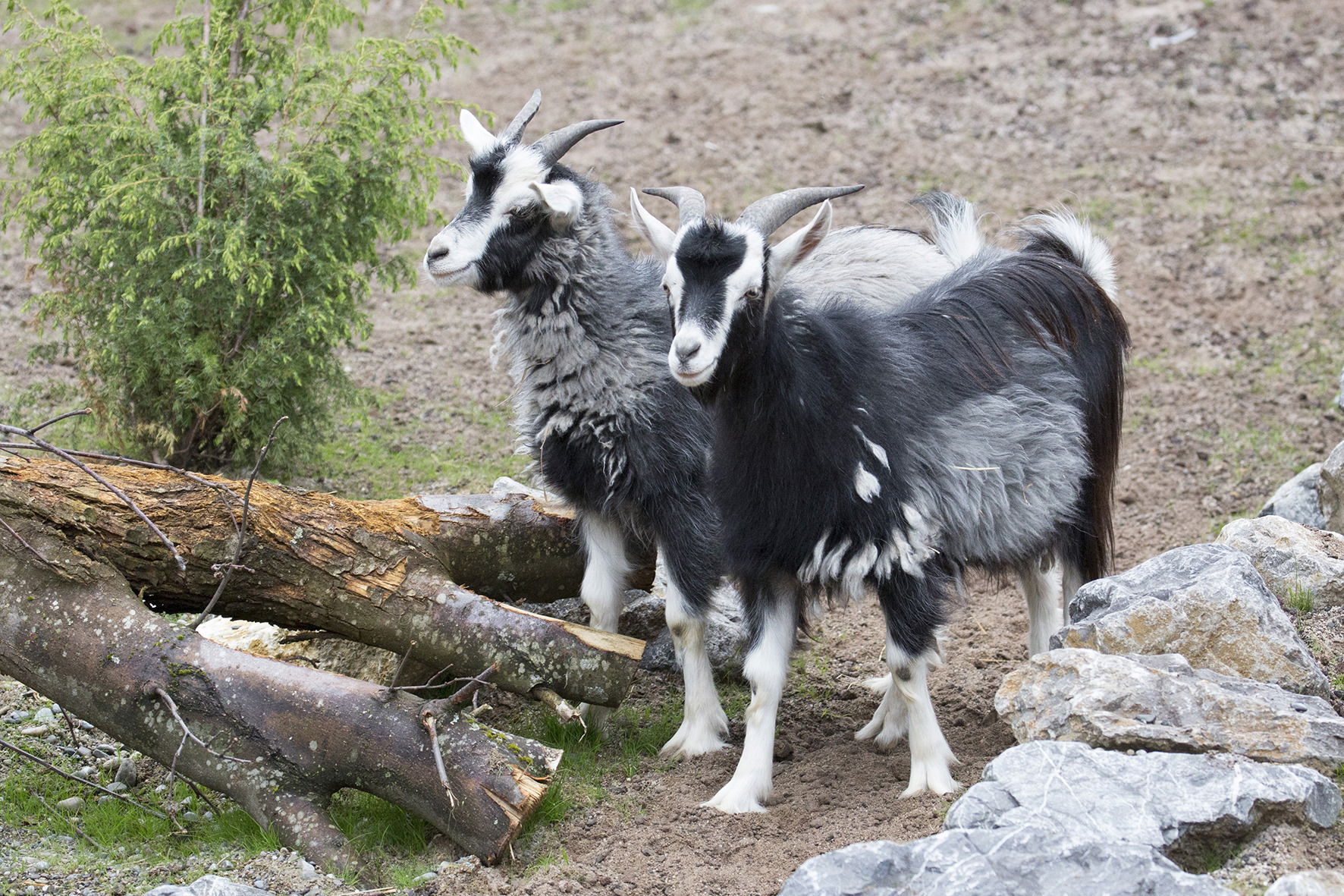Kaschmirziege (Capra aegagrus f. hircus) in der Mongolischen Steppe des Zoo Zürich