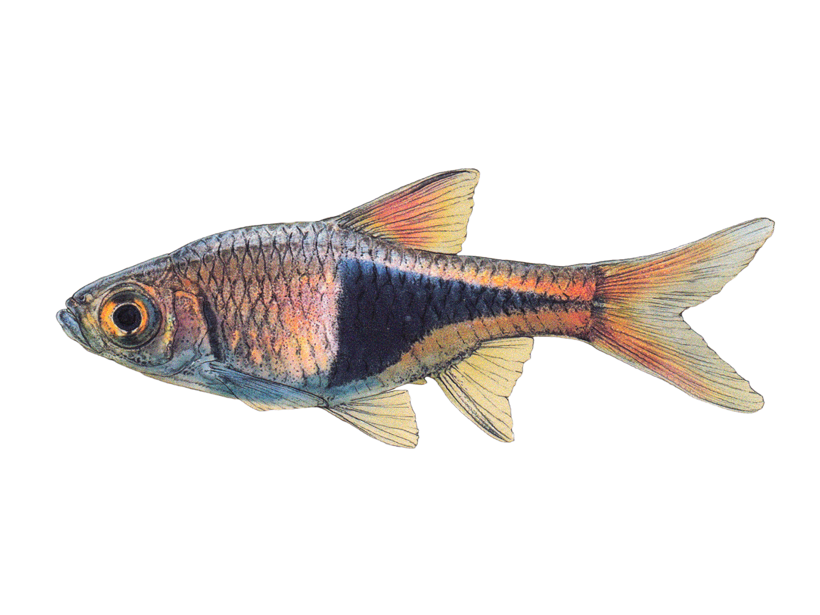 Wissenschaftliche Illustration des Keilfleckbärblings.