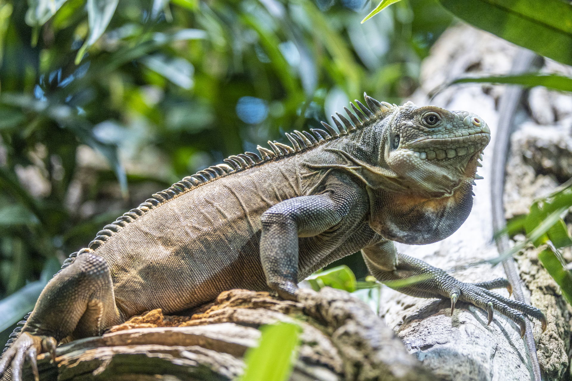 Kleiner Antillen-Leguan (Iguana delicatissima) im Zoo Zürich