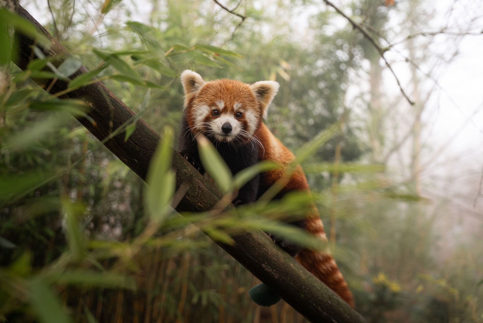 Kleiner Panda im Zoo Zürich
