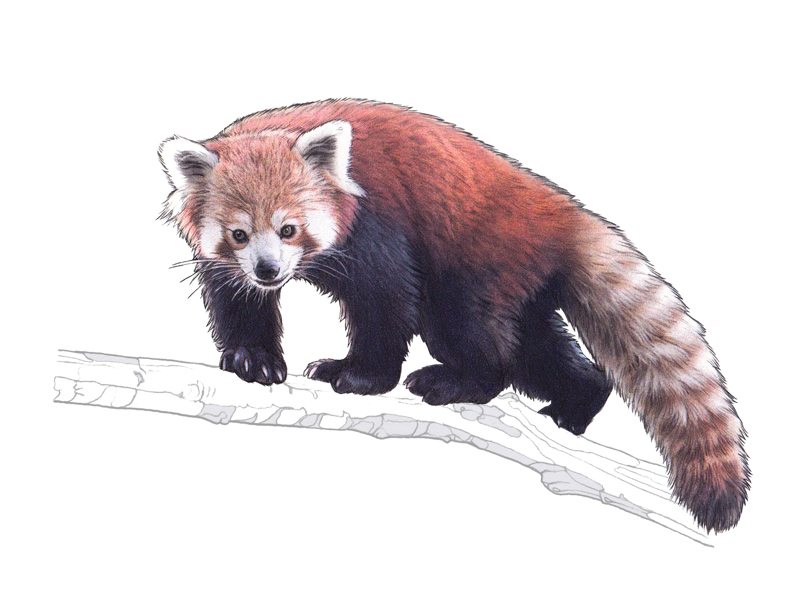 Wissenschaftliche Illustration des Kleinen Pandas.